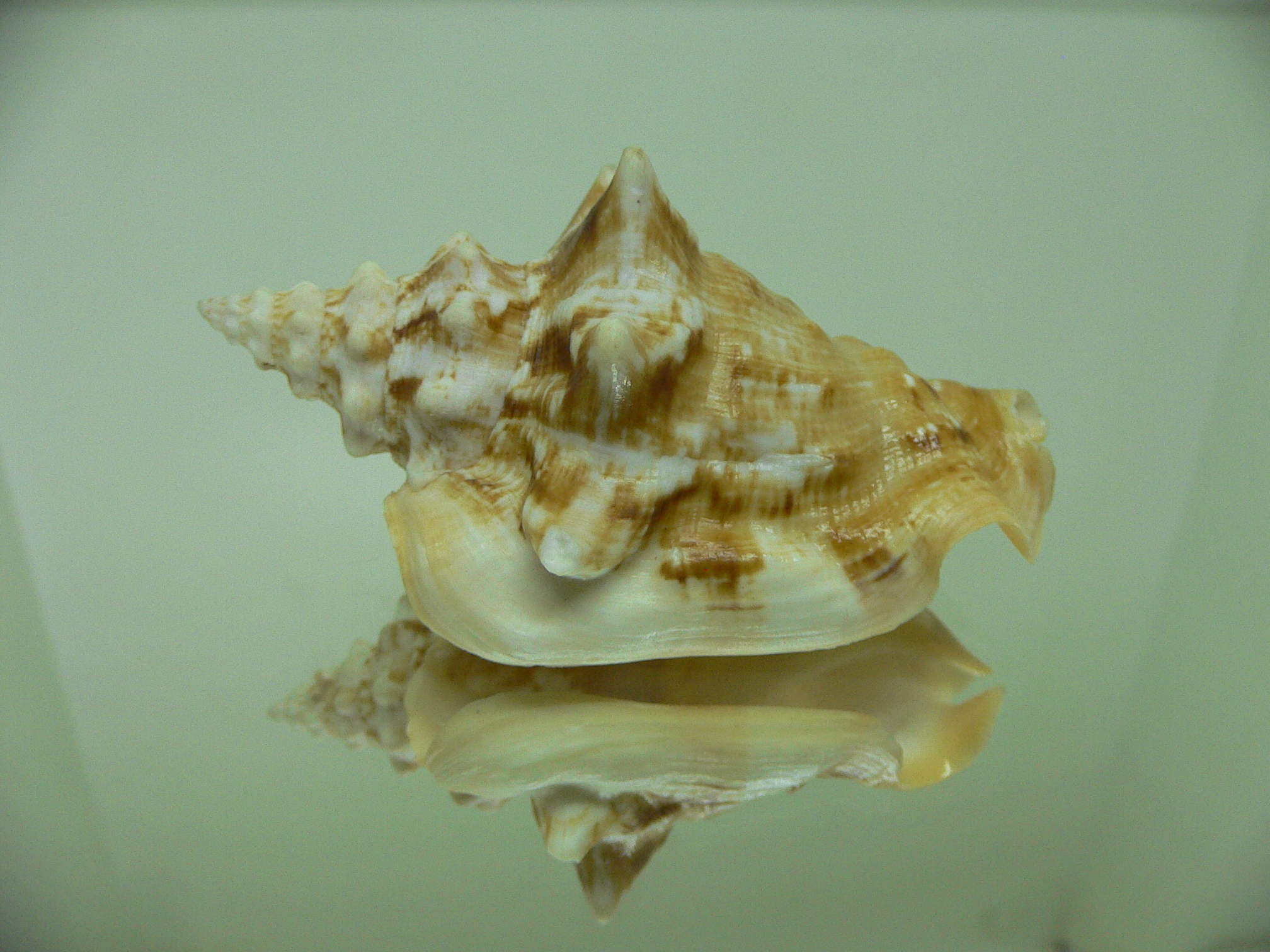 Persististrombus granulatus