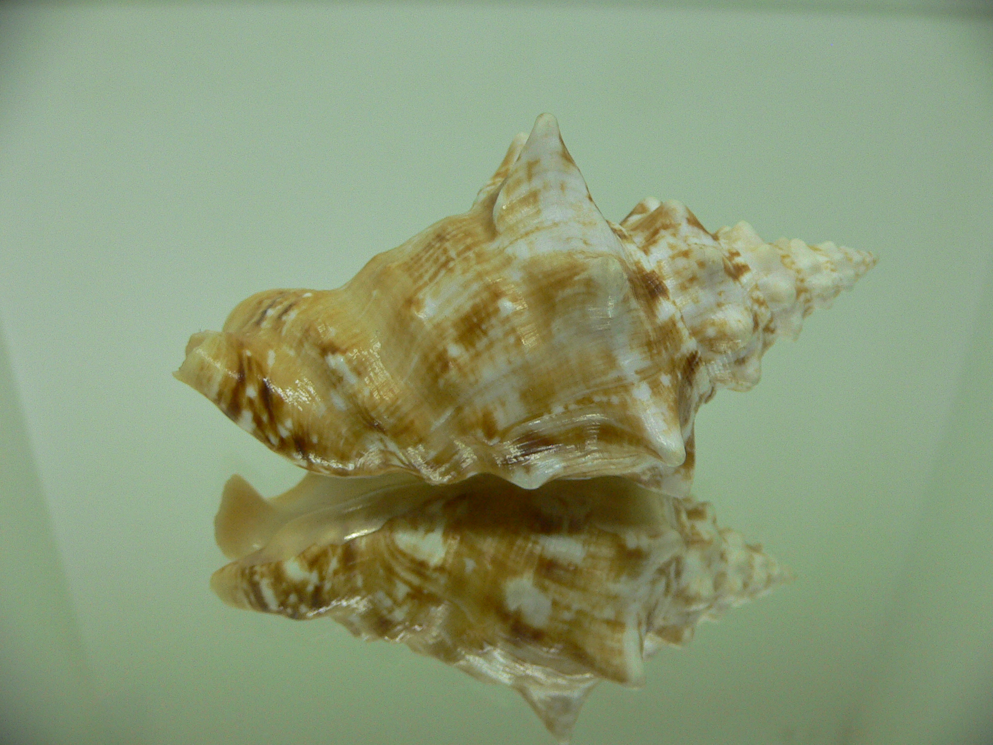 Persististrombus granulatus