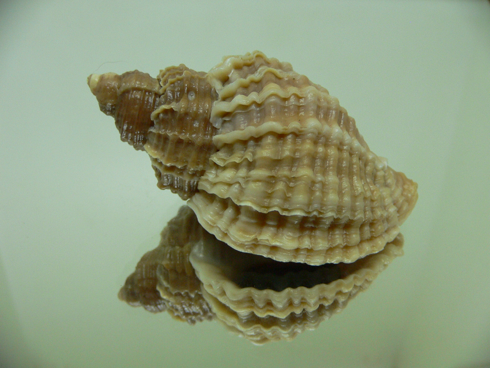 Nucella freycinetii elongata (var.) BICOLOR