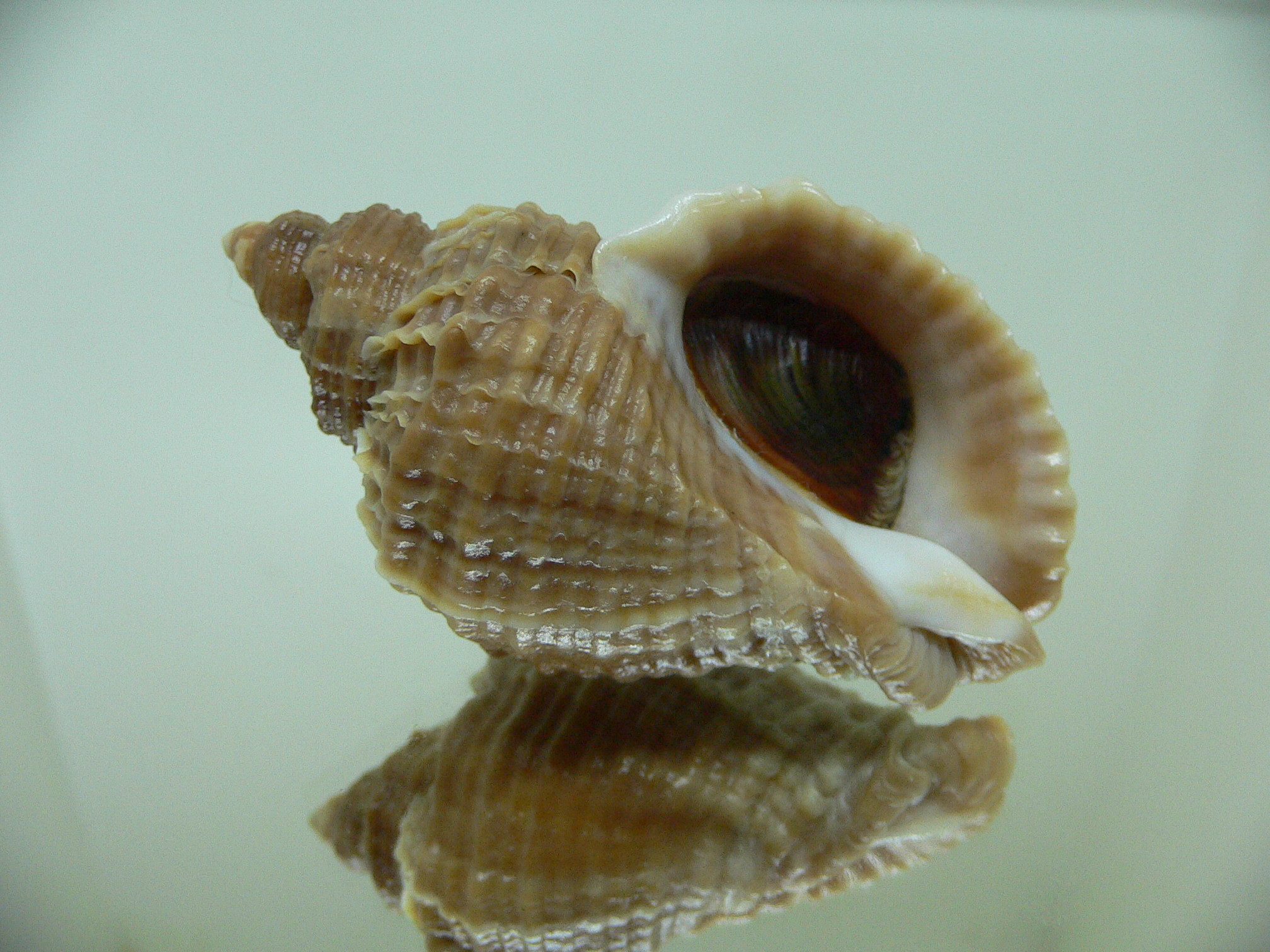 Nucella freycinetii elongata (var.) BICOLOR