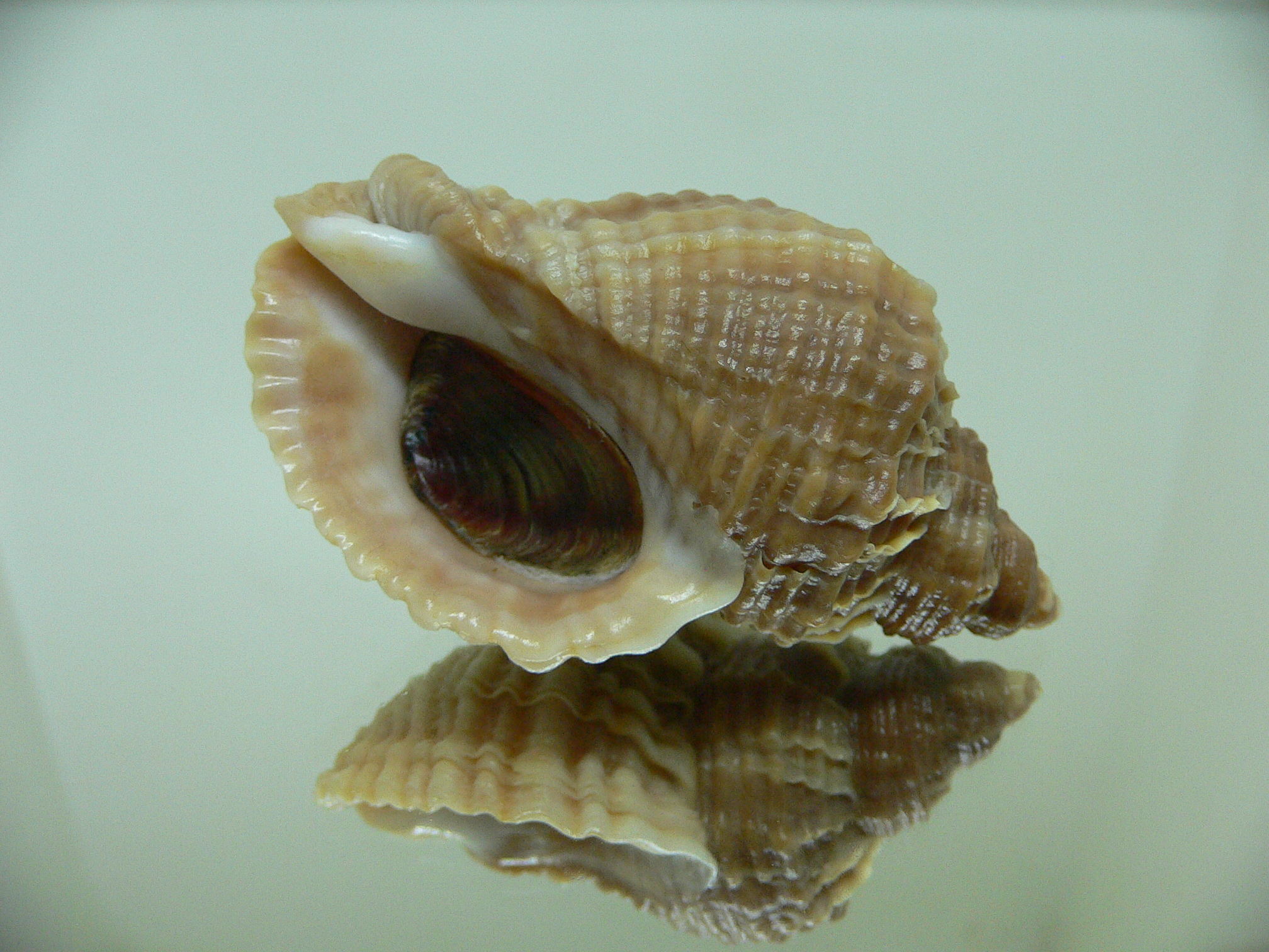 Nucella freycinetii elongata (var.) BICOLOR