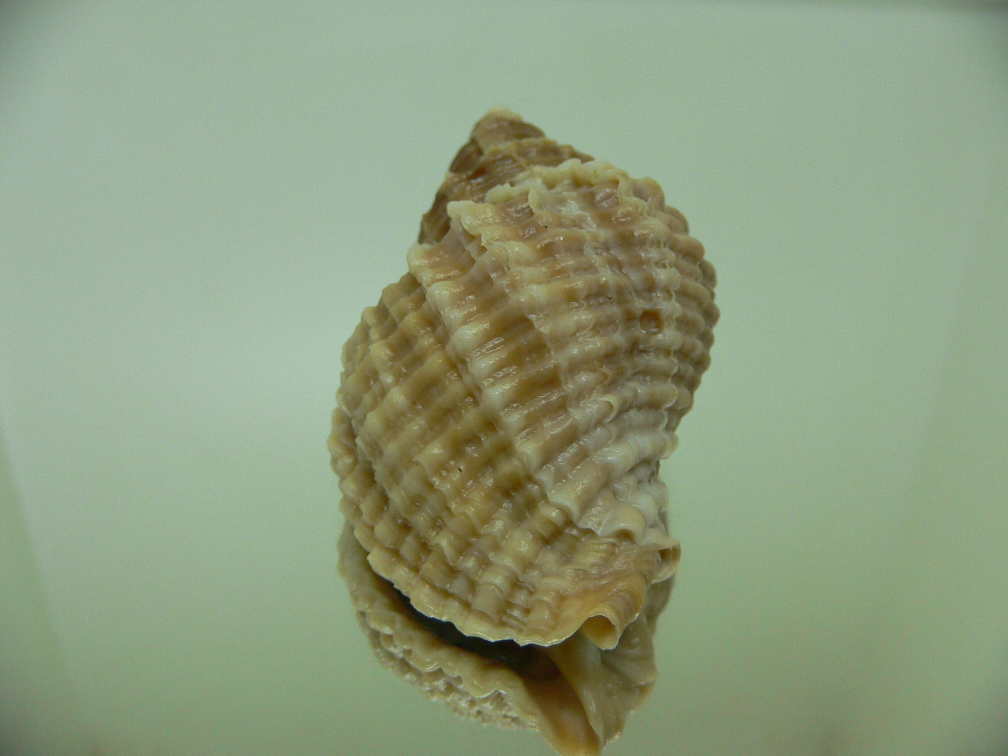 Nucella freycinetii elongata (var.) BICOLOR