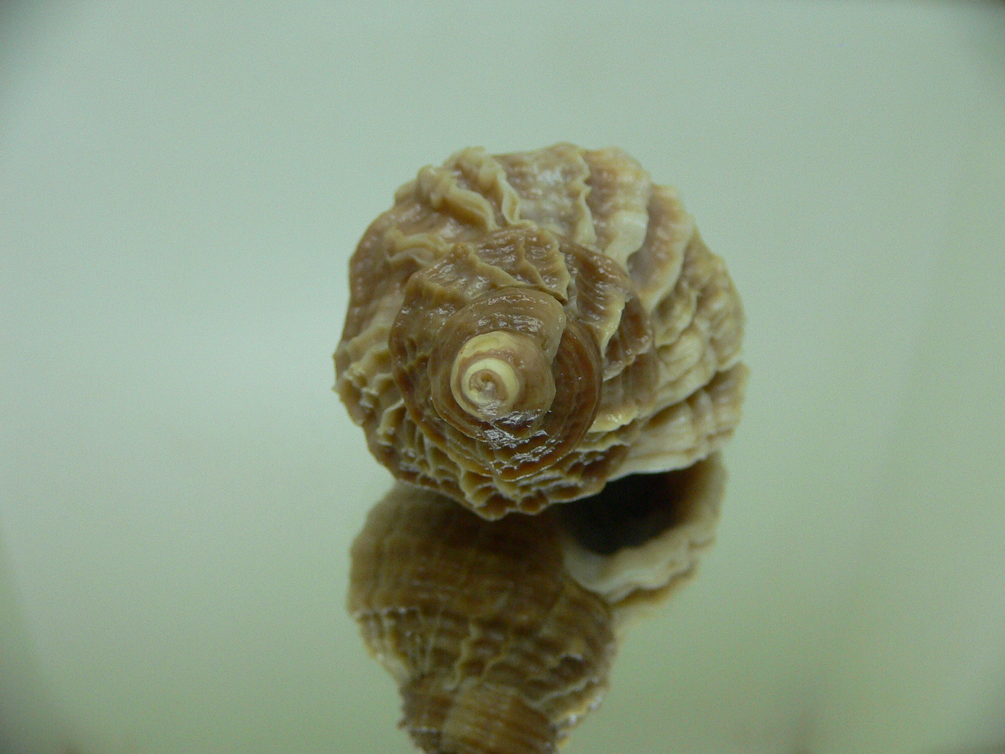 Nucella freycinetii elongata (var.) BICOLOR