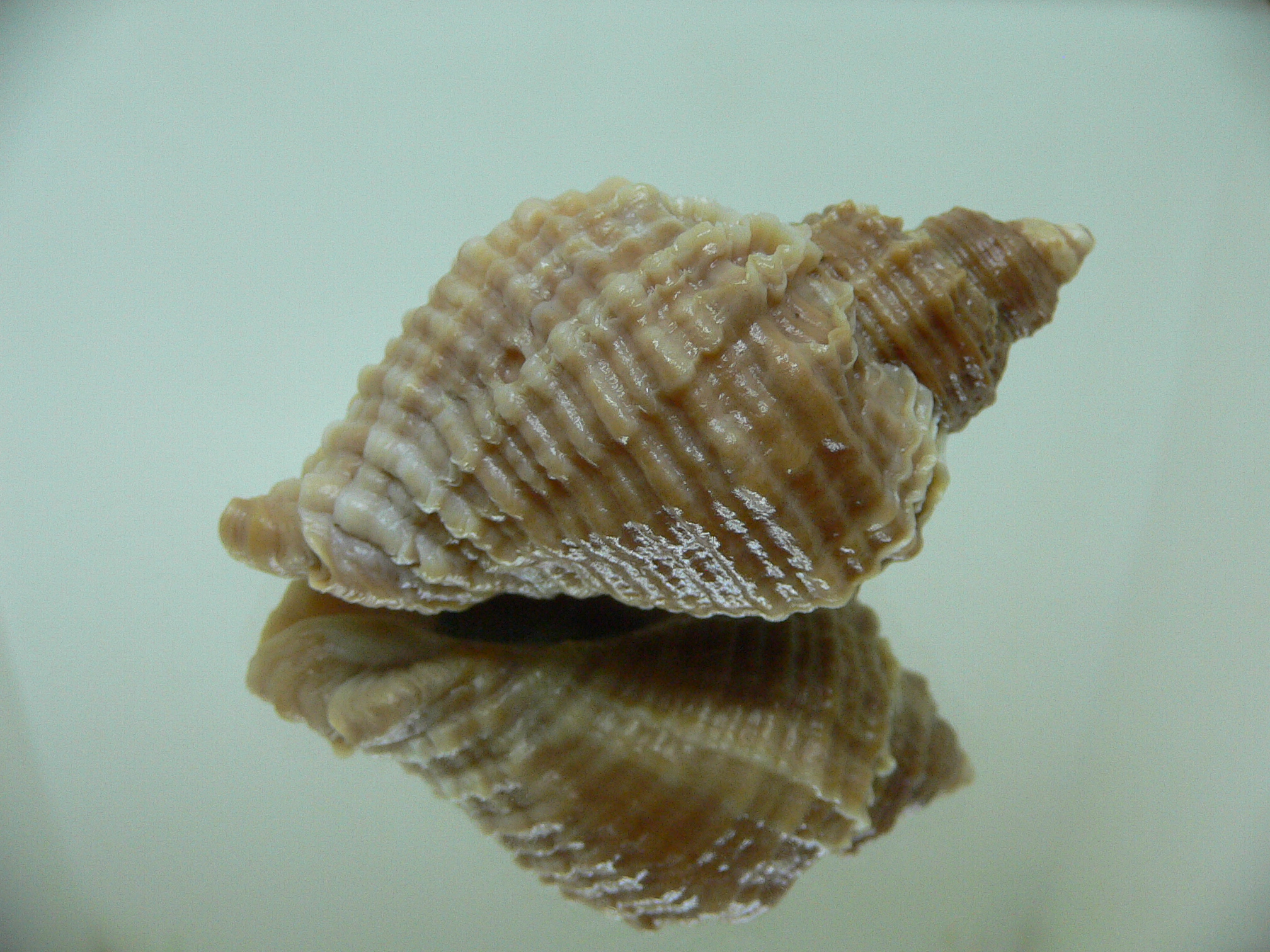 Nucella freycinetii elongata (var.) BICOLOR