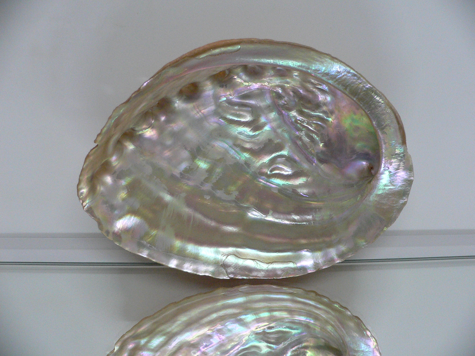 Haliotis sorenseni RARE