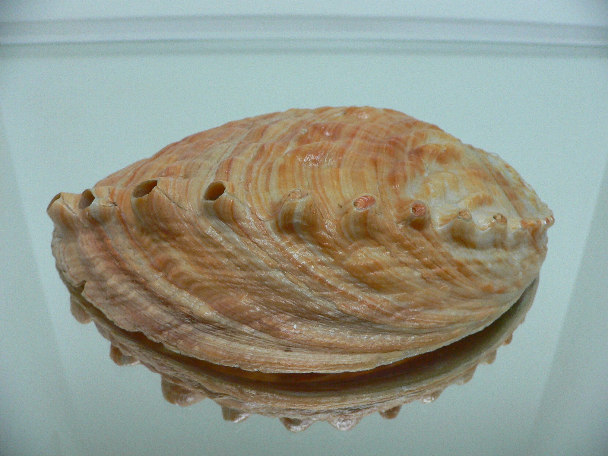 Haliotis sorenseni RARE