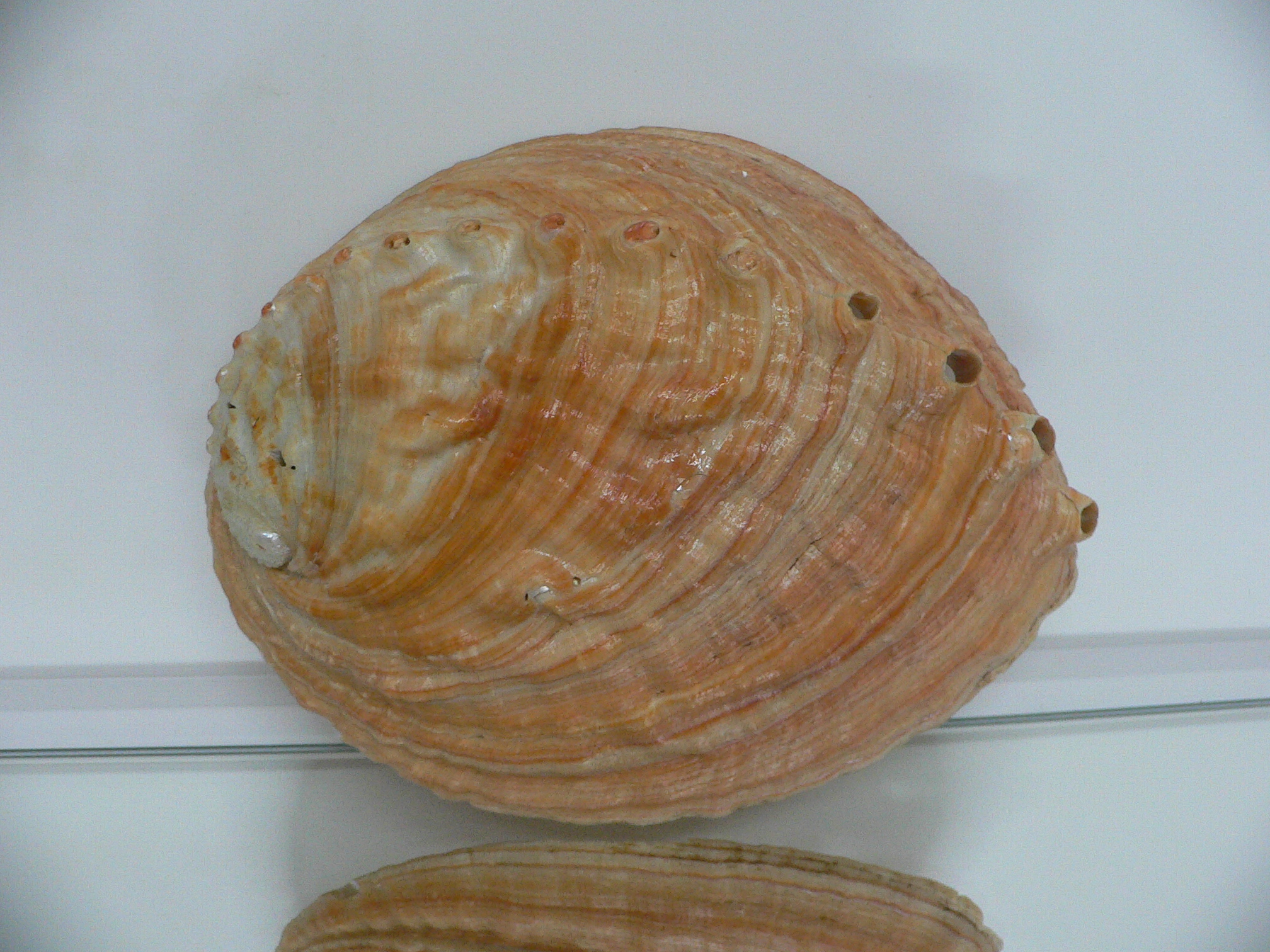 Haliotis sorenseni RARE