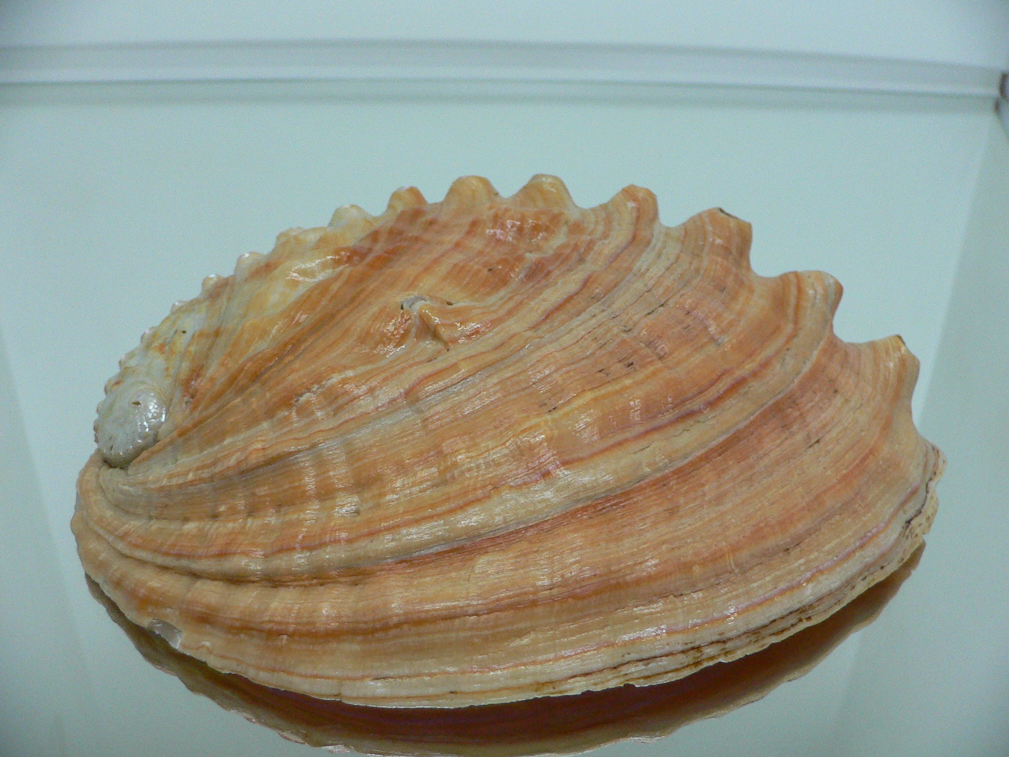 Haliotis sorenseni RARE