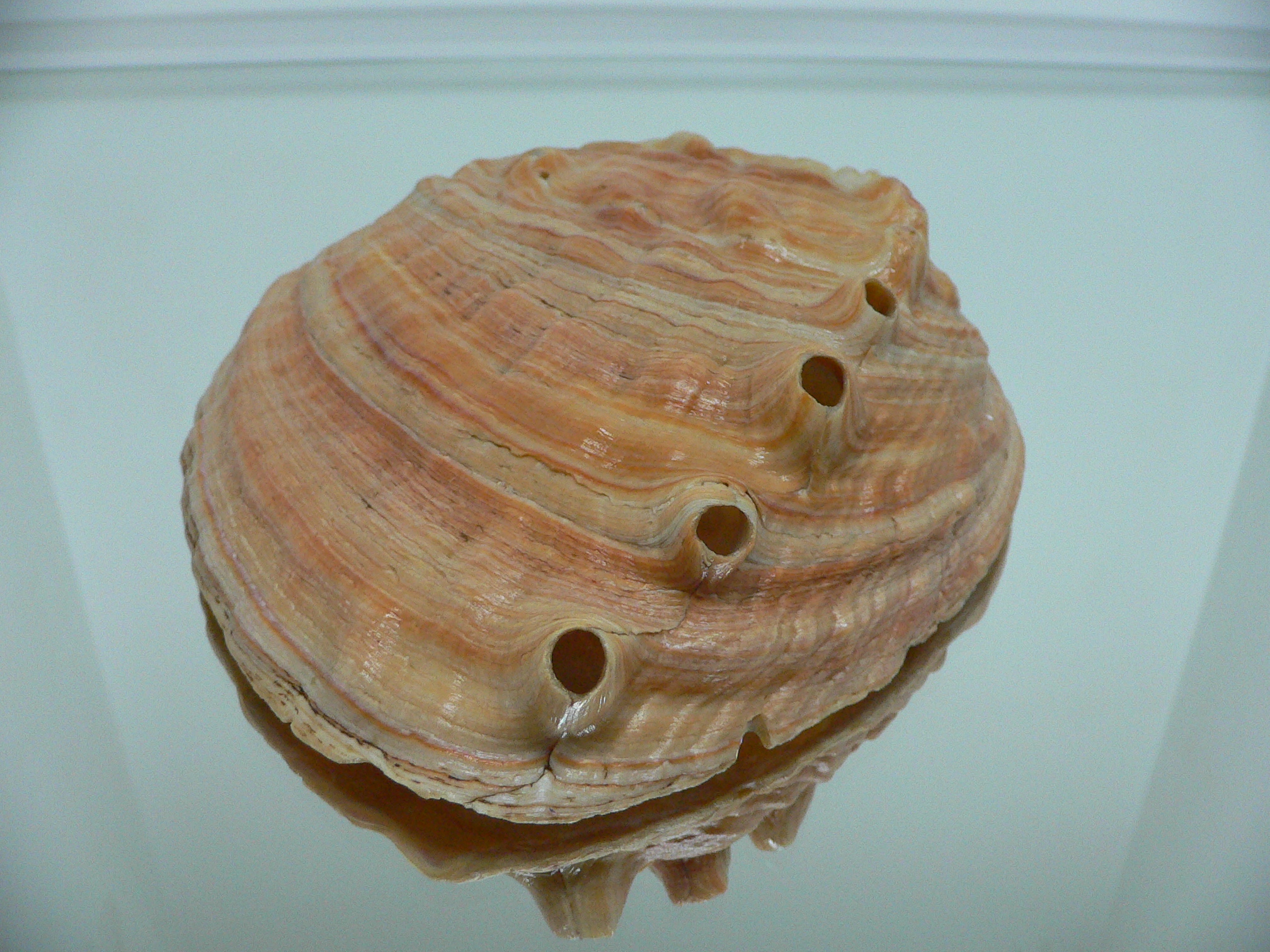 Haliotis sorenseni RARE