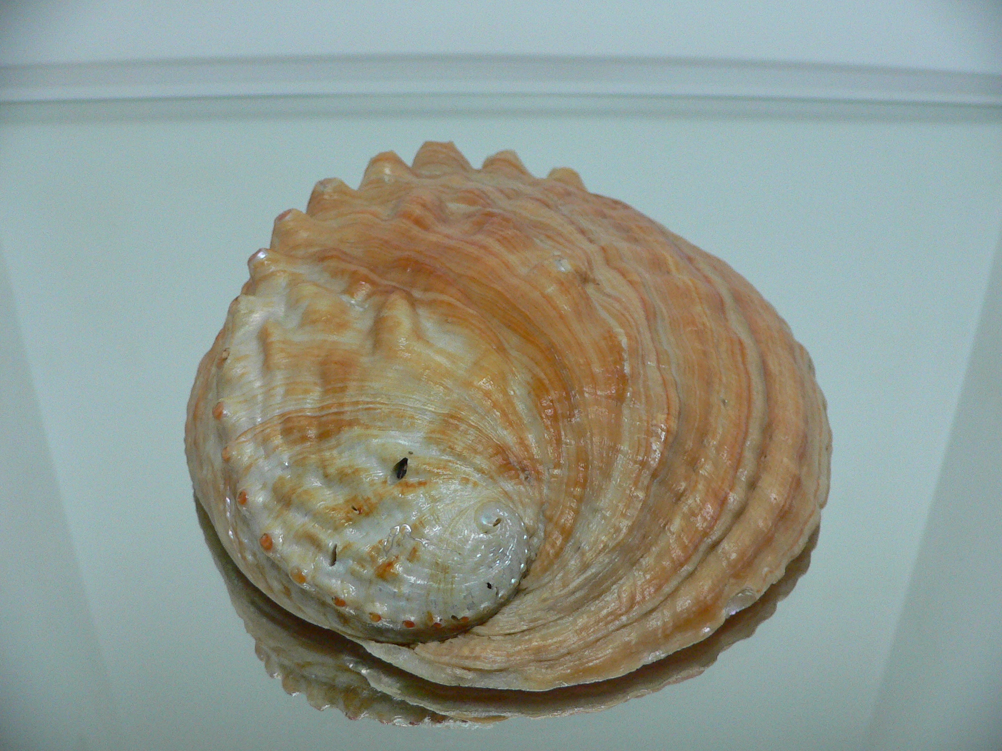 Haliotis sorenseni RARE