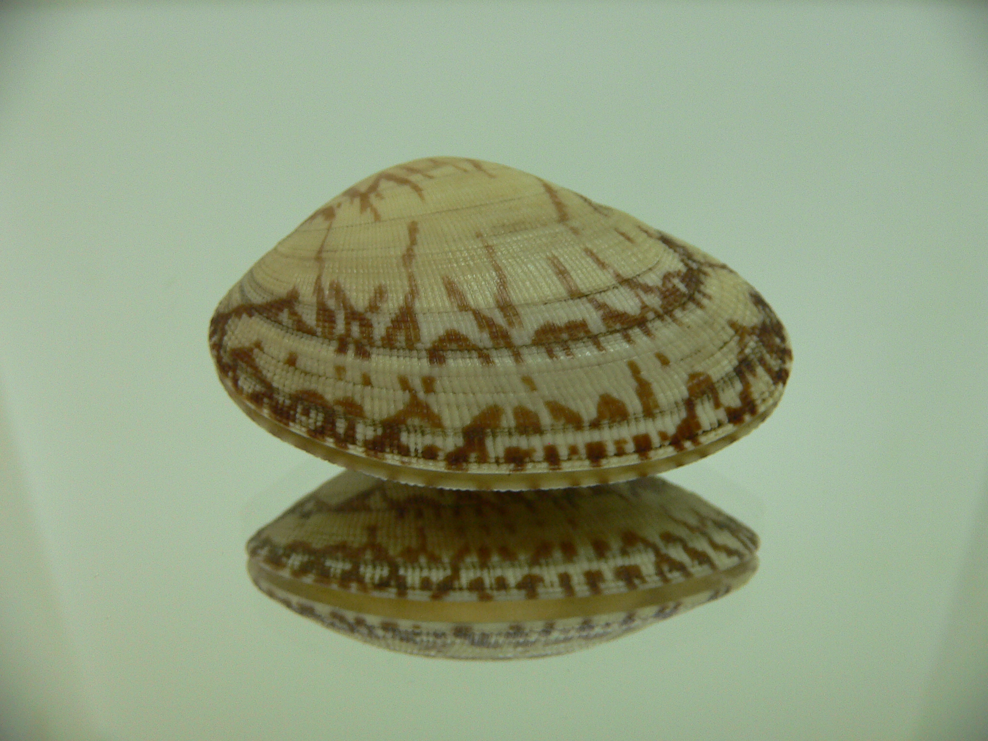 Venerupis aspera BIG & ELONGATE