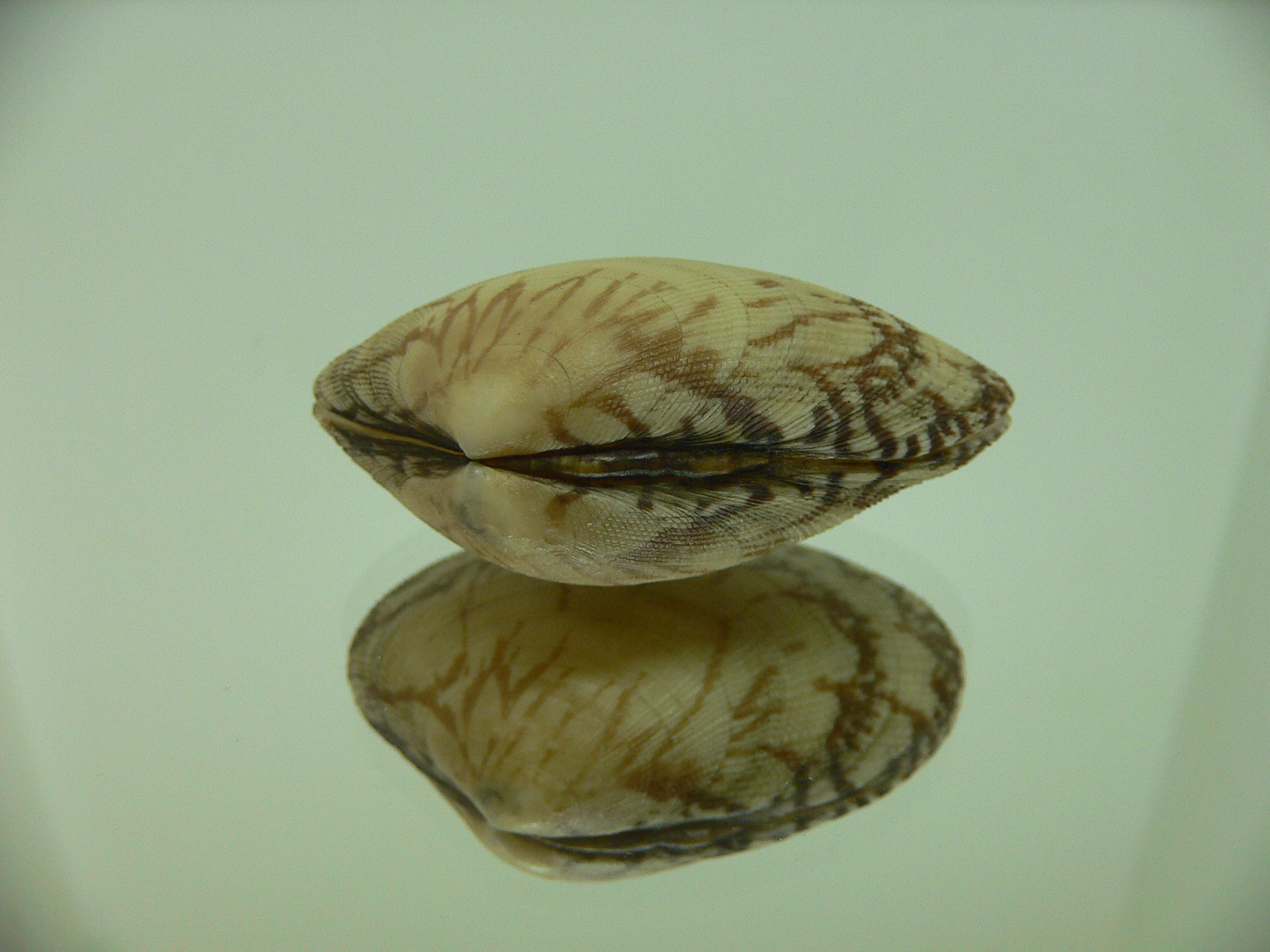 Venerupis aspera BIG & ELONGATE