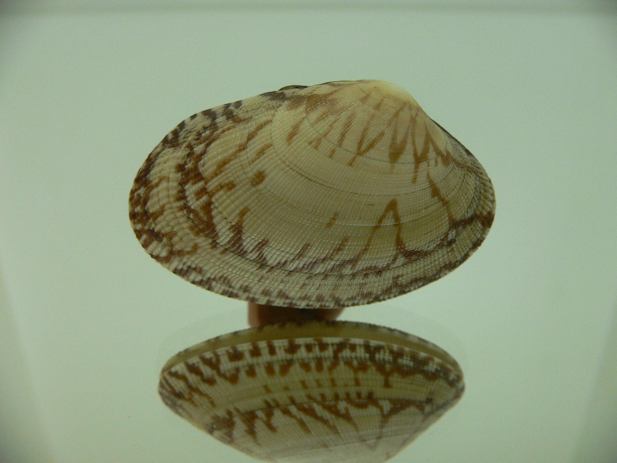 Venerupis aspera BIG & ELONGATE