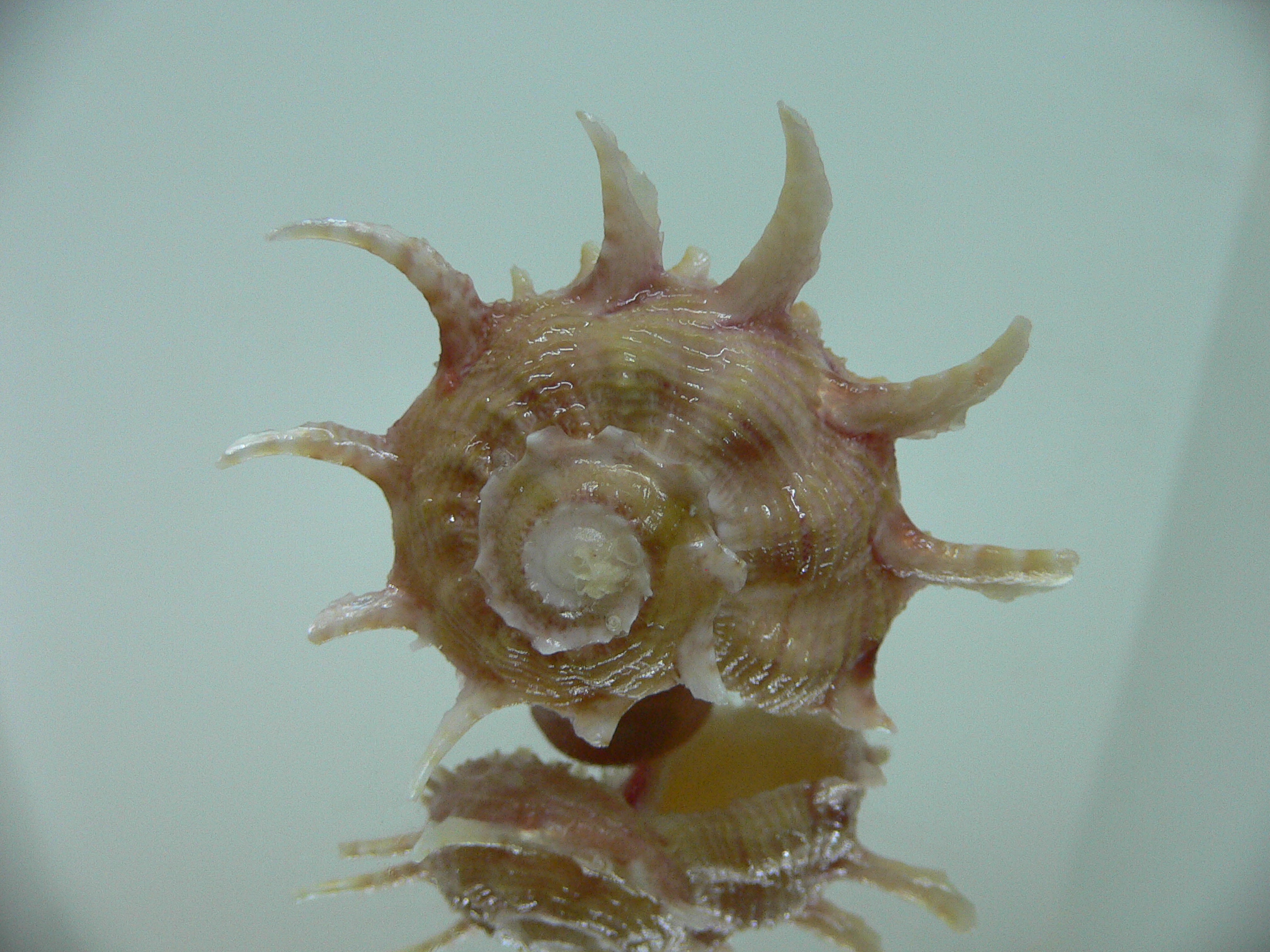 Angaria vicdani
