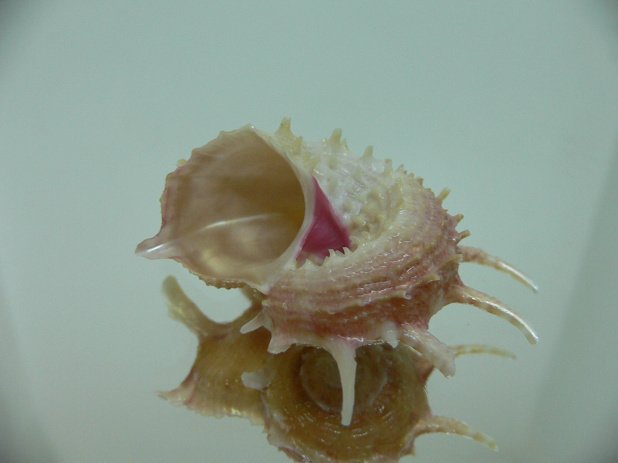 Angaria vicdani