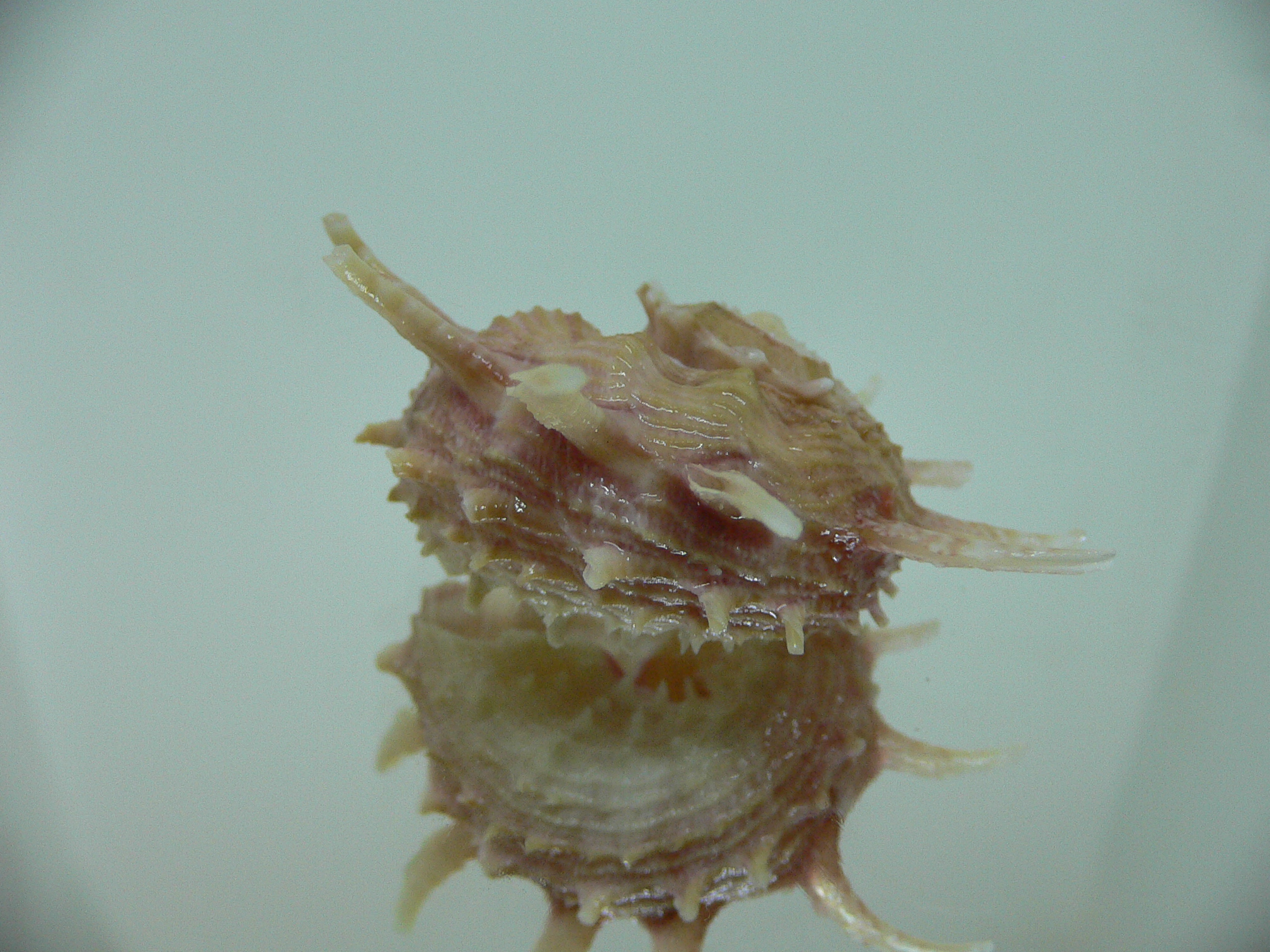 Angaria vicdani