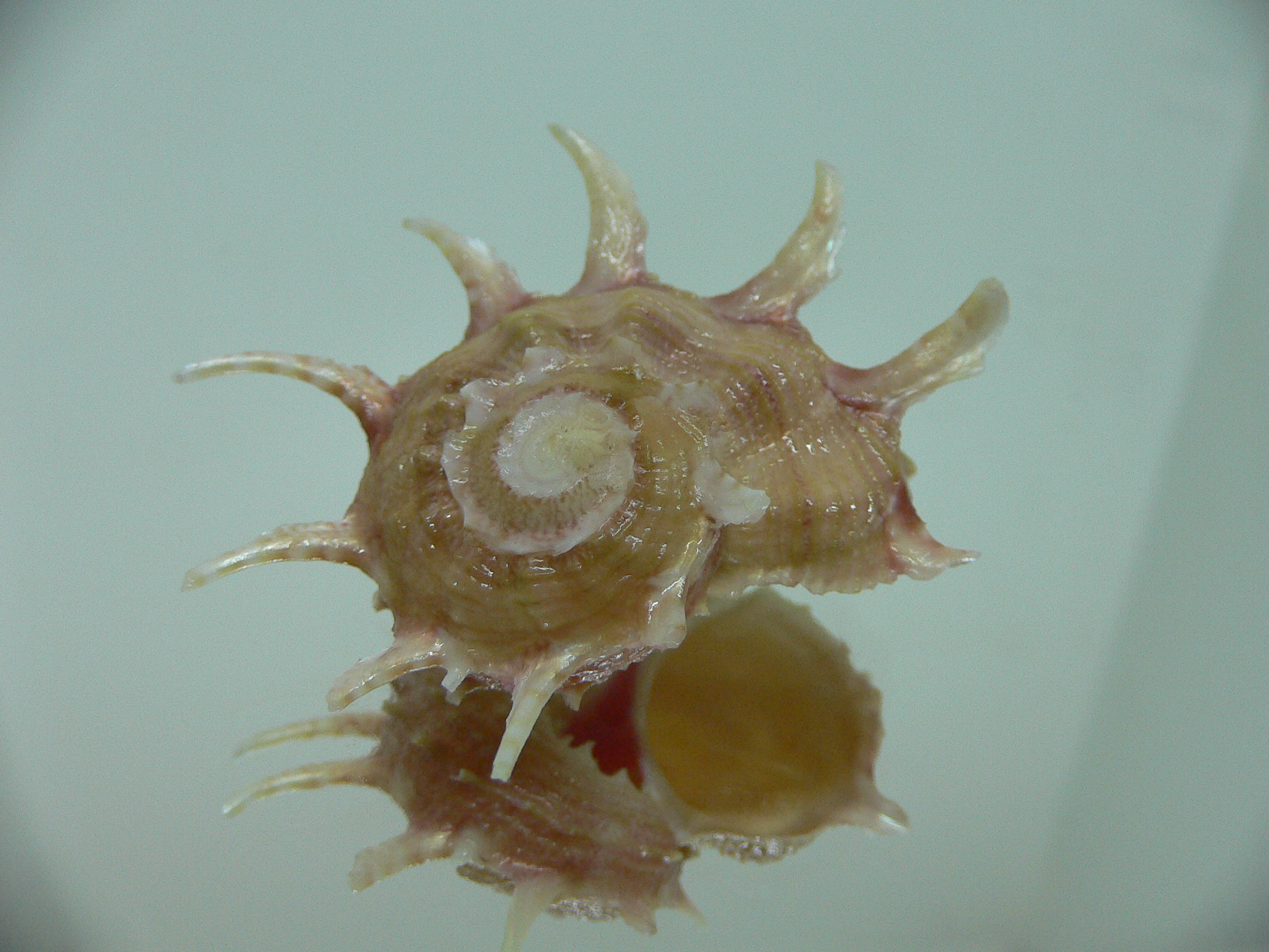 Angaria vicdani