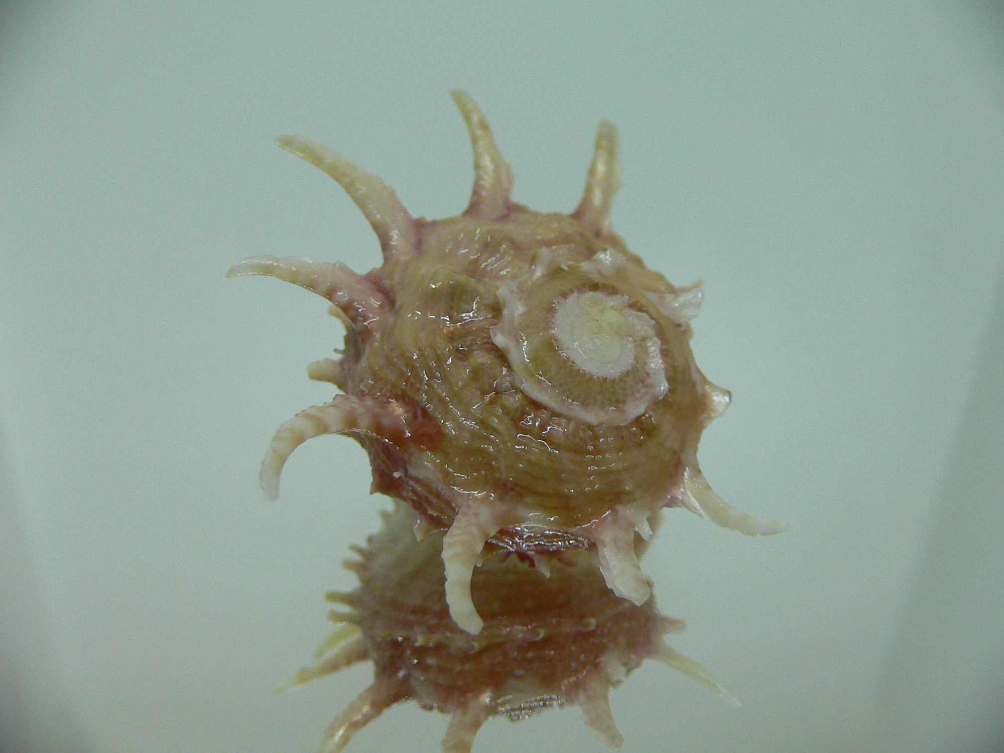 Angaria vicdani