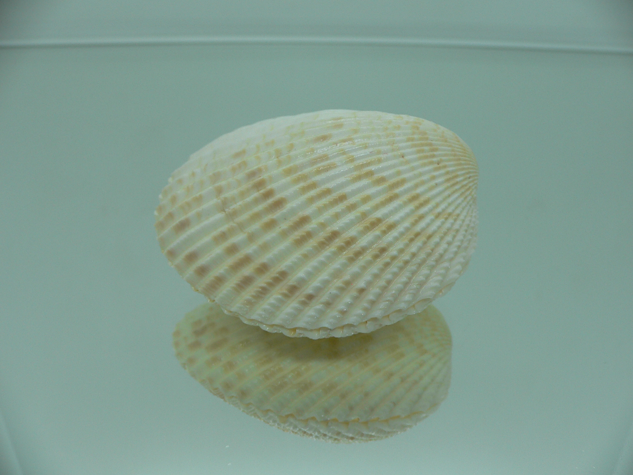 Vasticardium angulatum