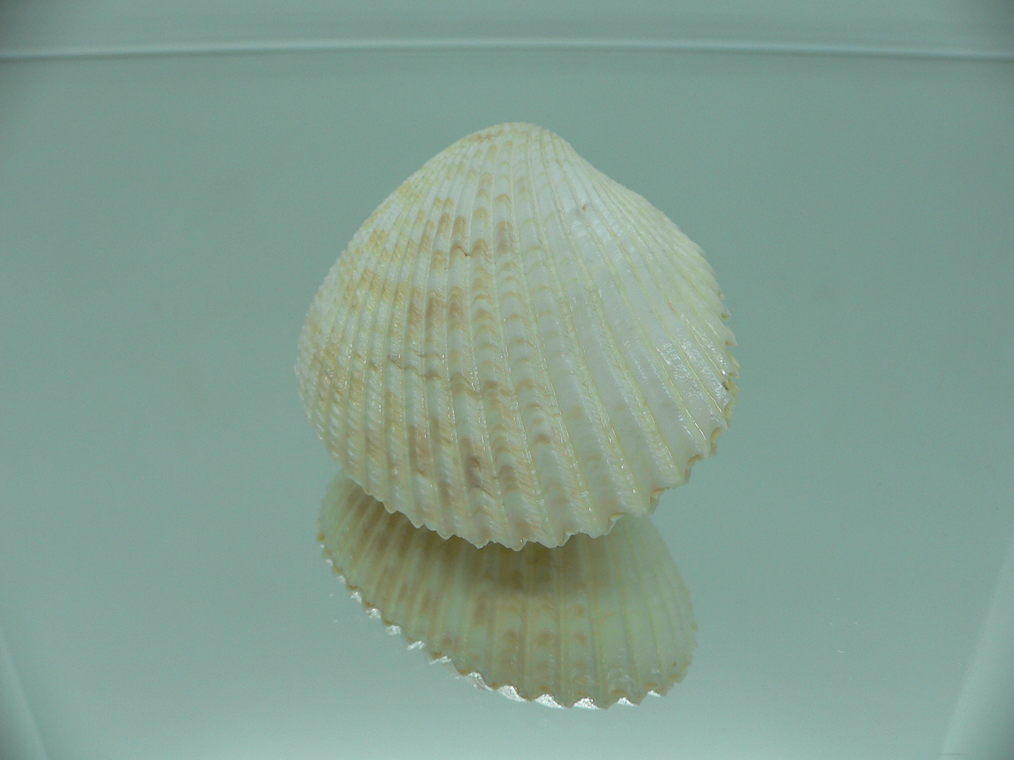 Vasticardium angulatum