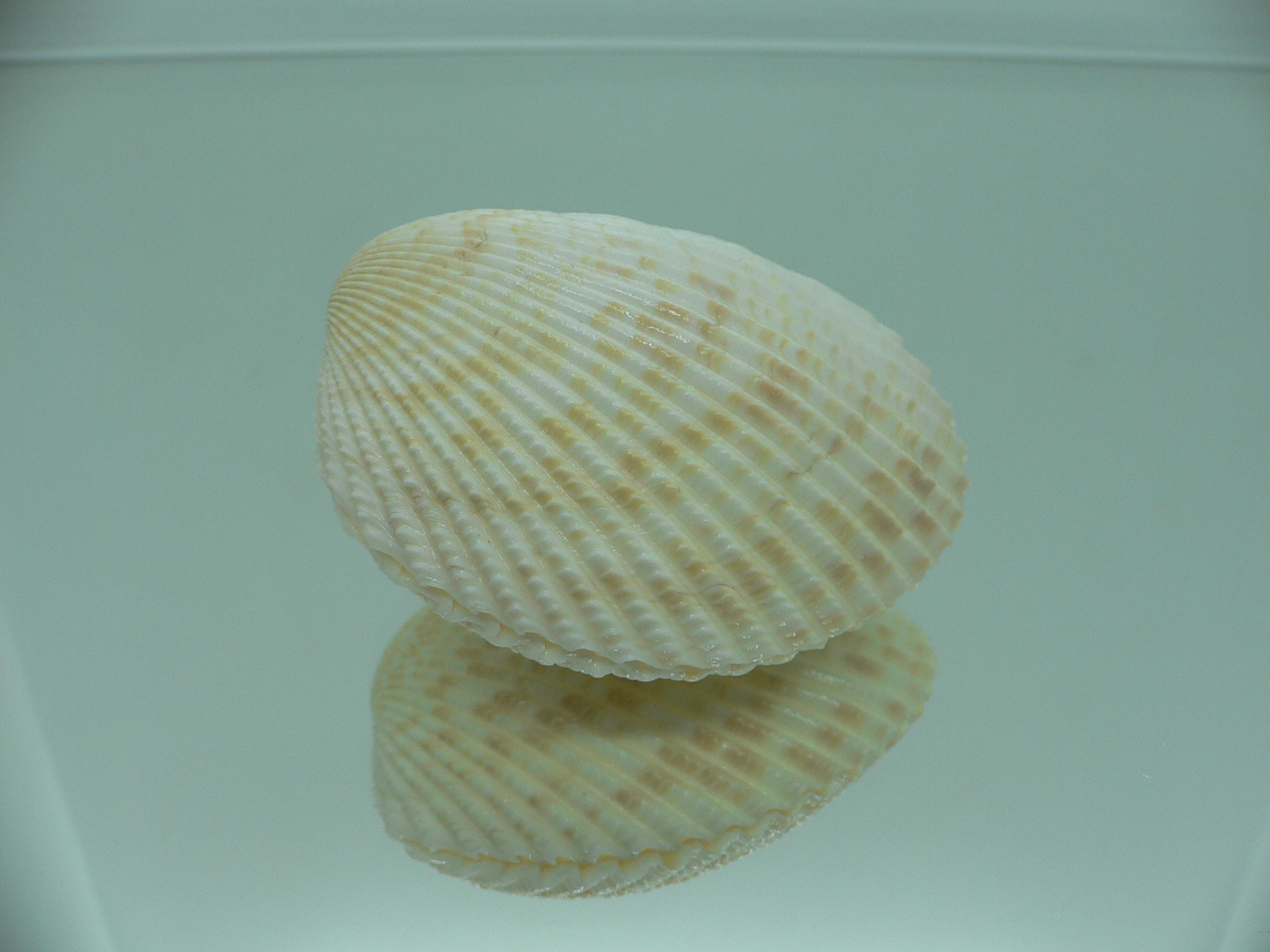 Vasticardium angulatum