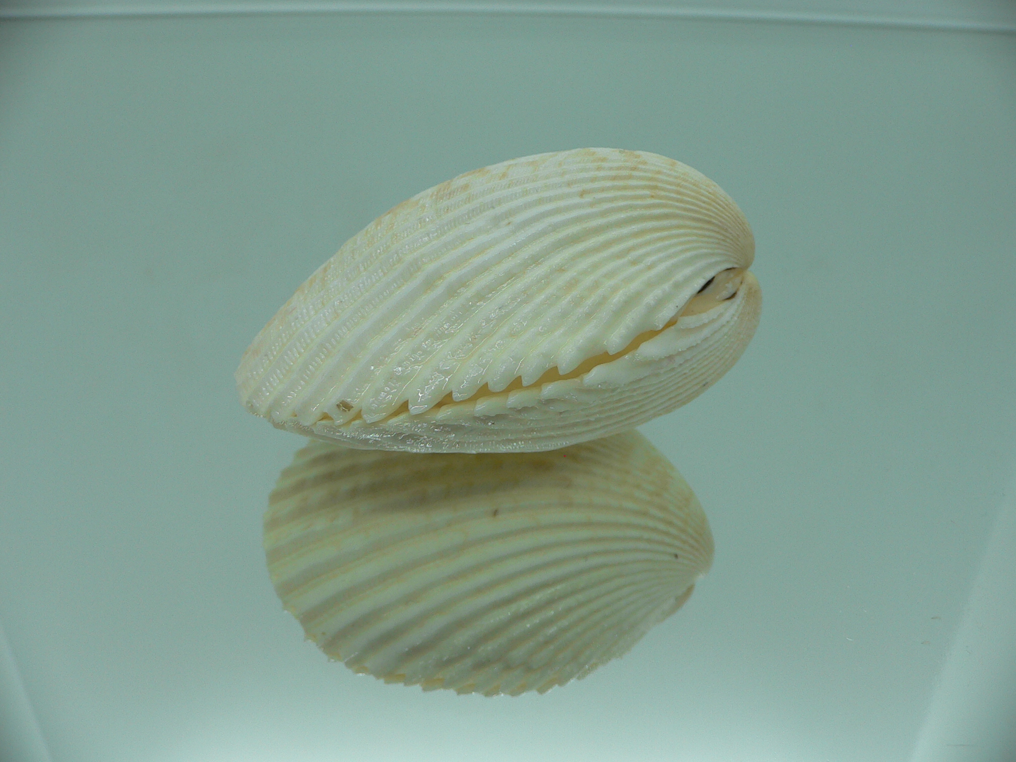 Vasticardium angulatum