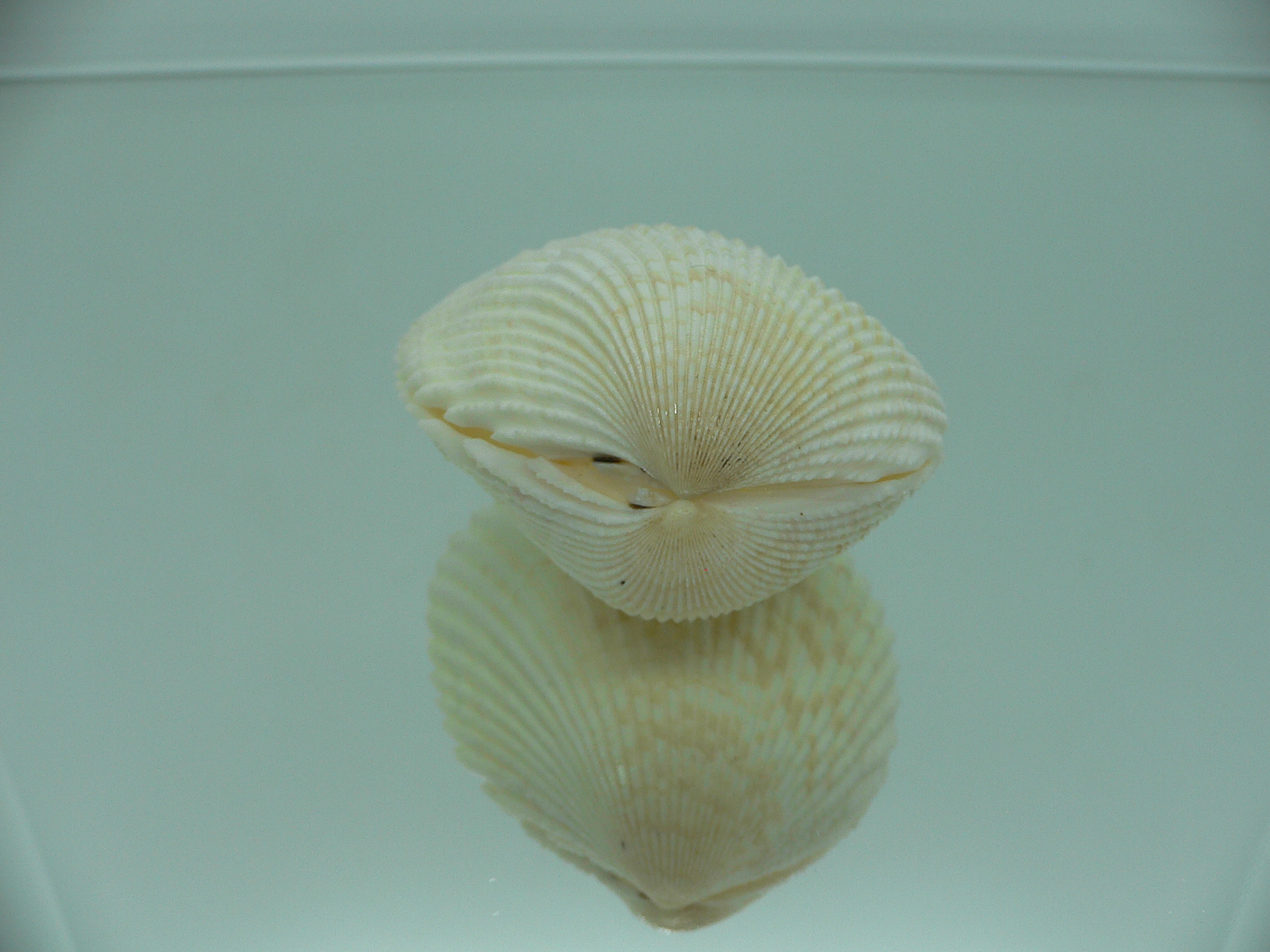 Vasticardium angulatum