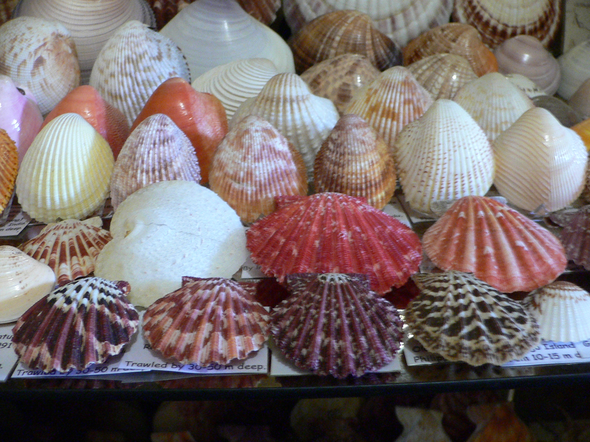 Vasticardium angulatum