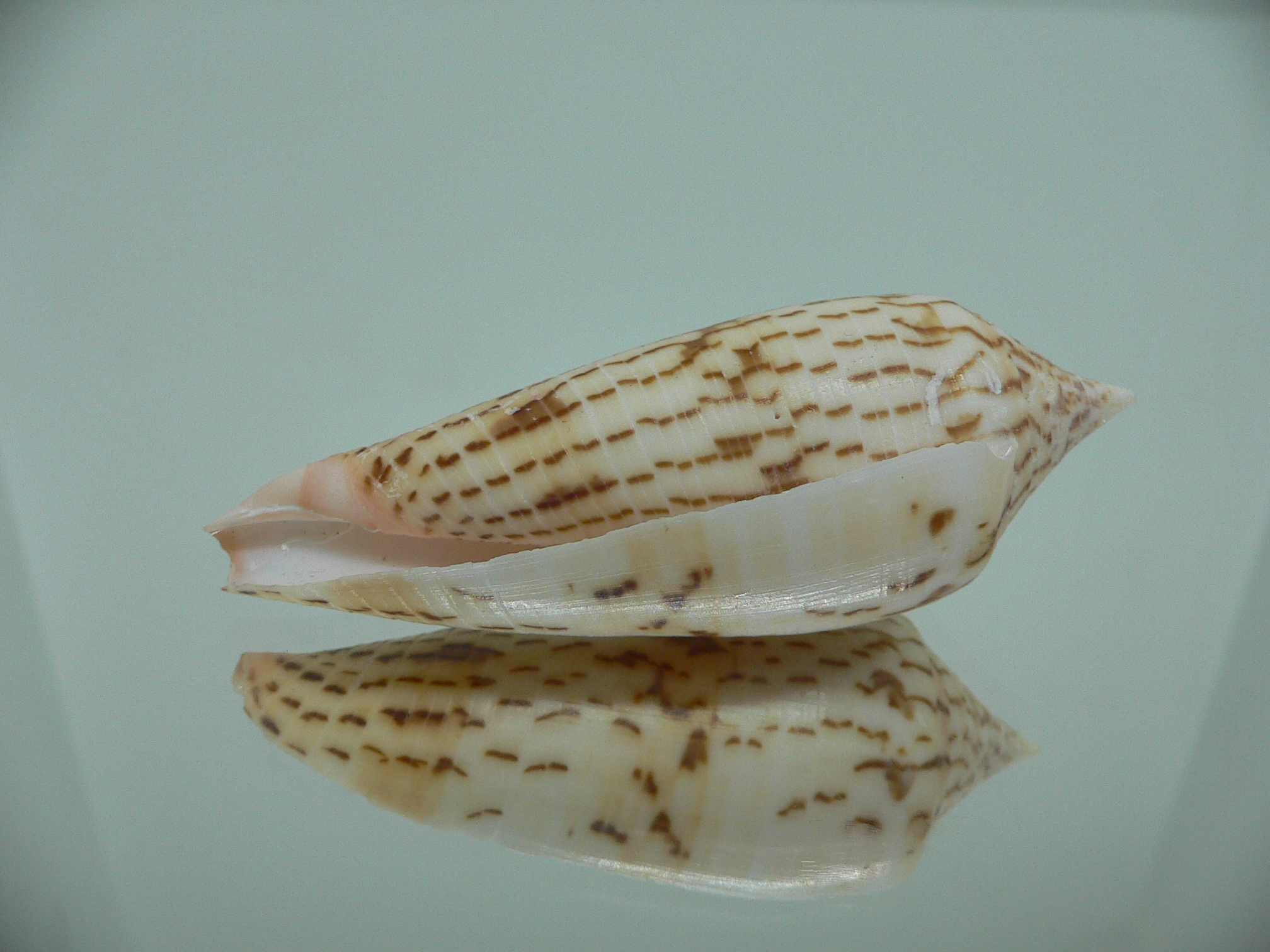 Conus ranonganus