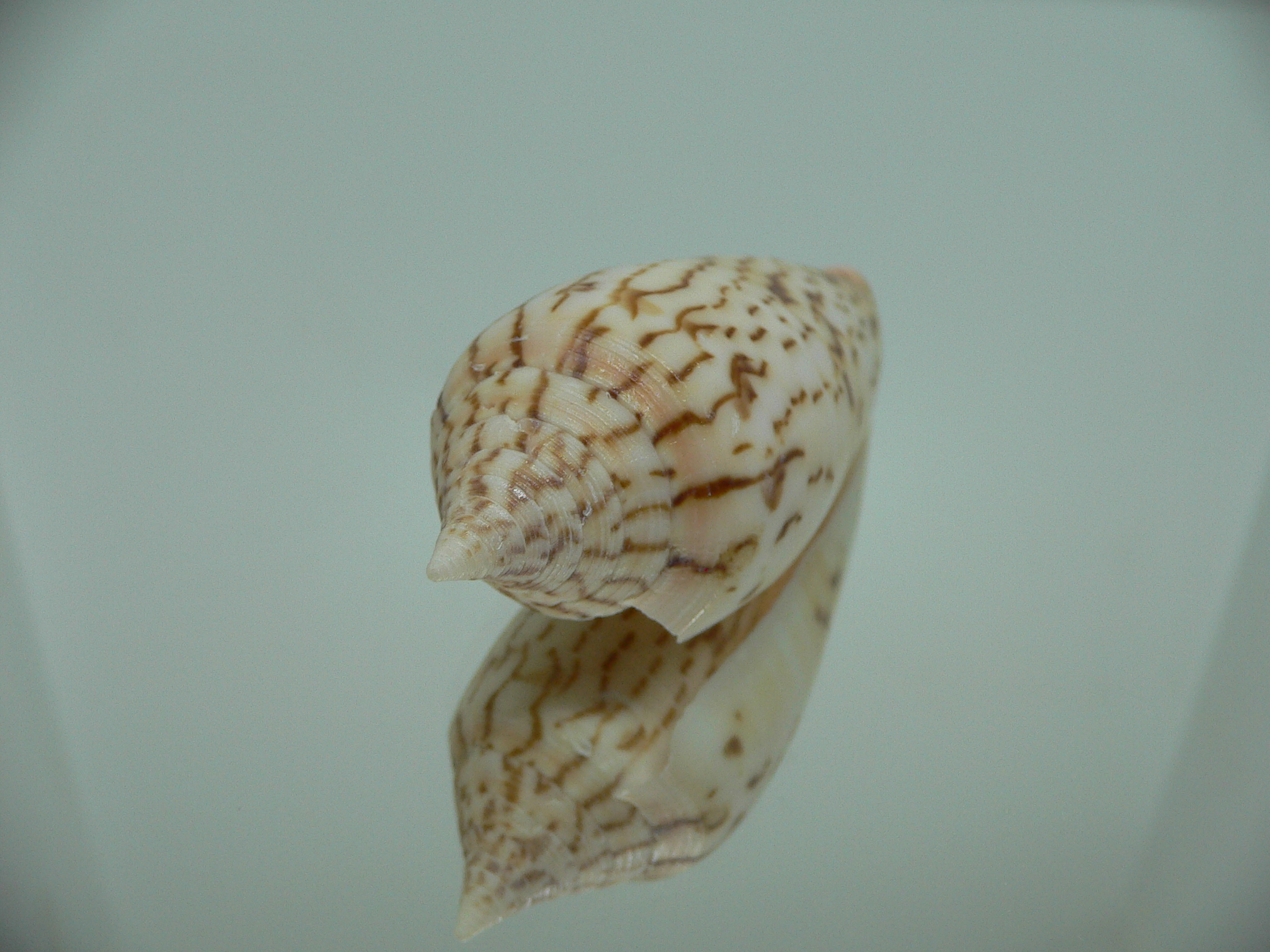 Conus ranonganus