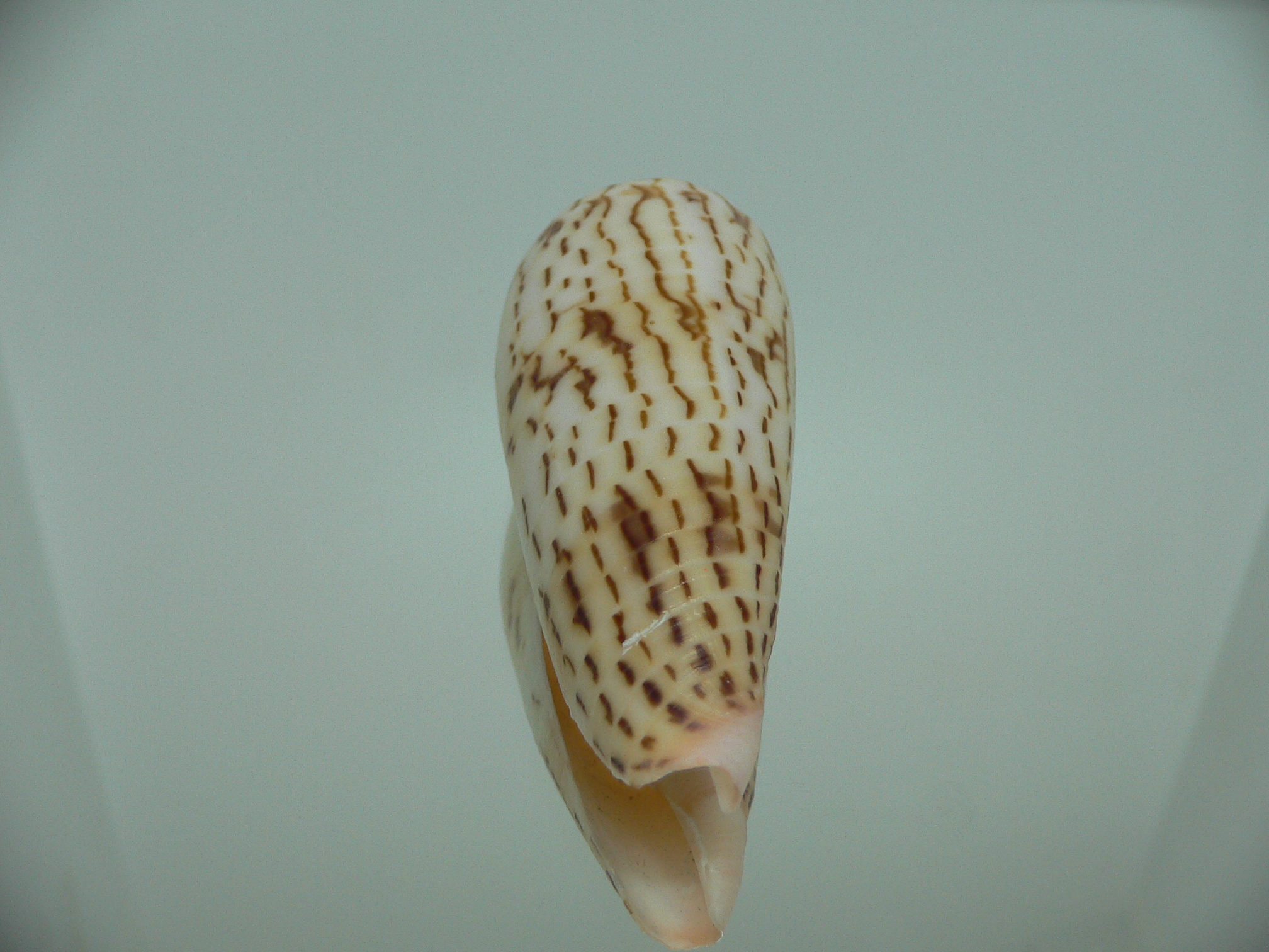 Conus ranonganus