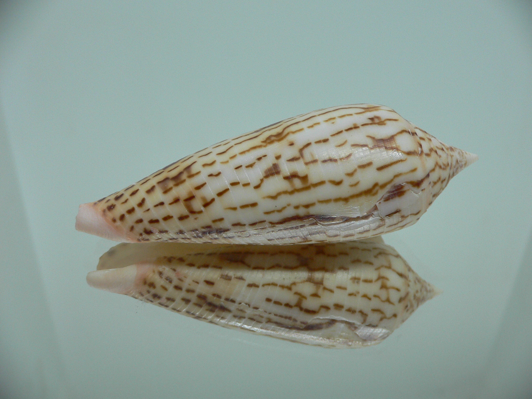 Conus ranonganus