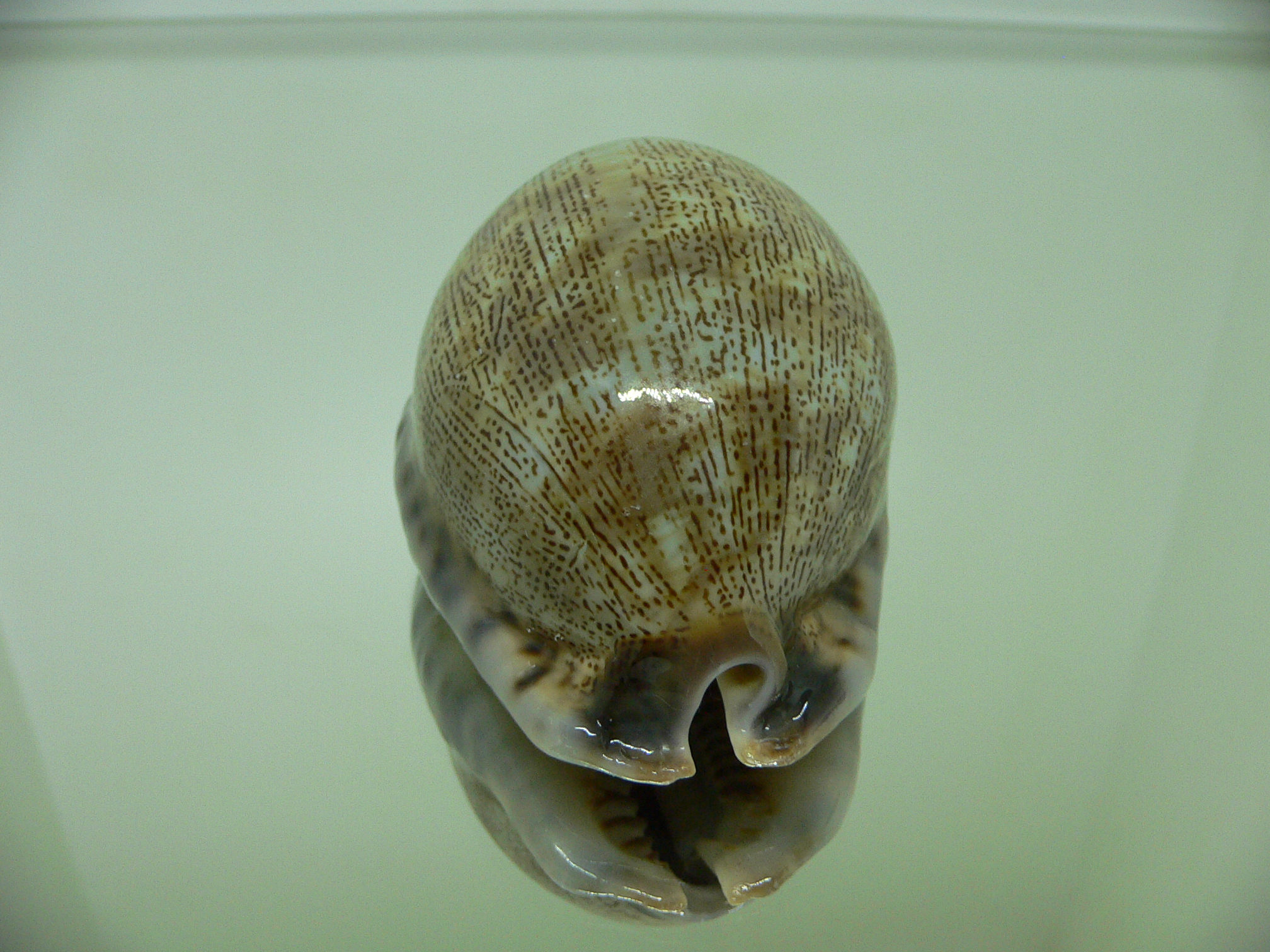 Cypraea arabica asiatica gibba (var.) VERY BIG & POINTS