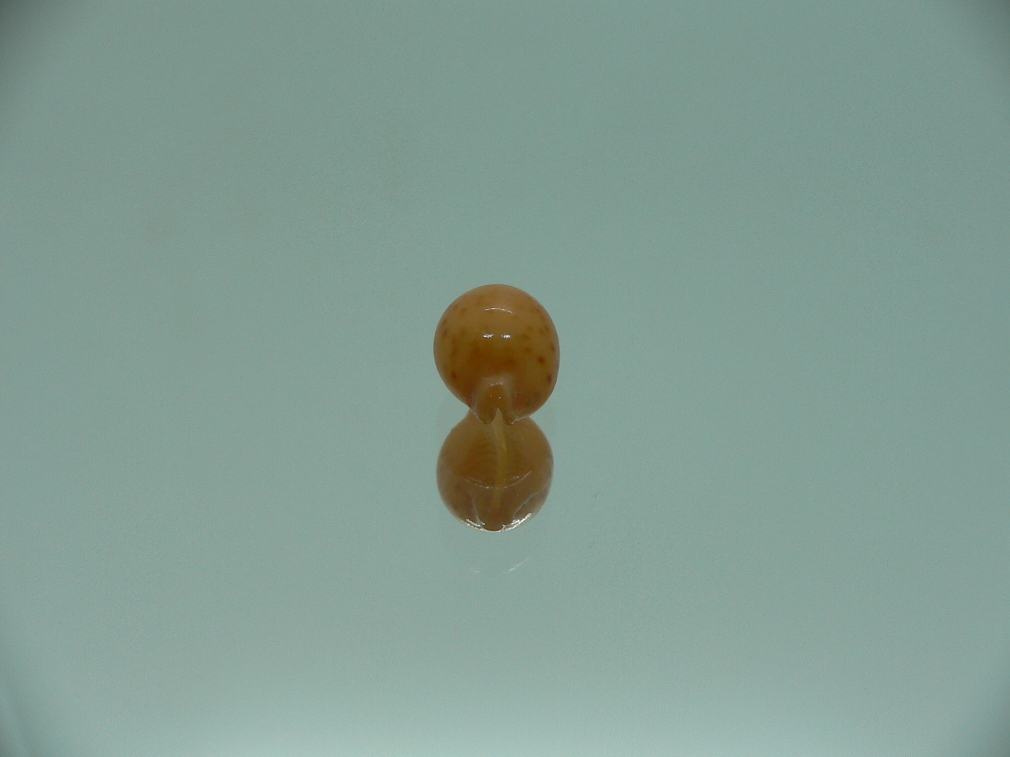 Cypraea globulus brevirostris
