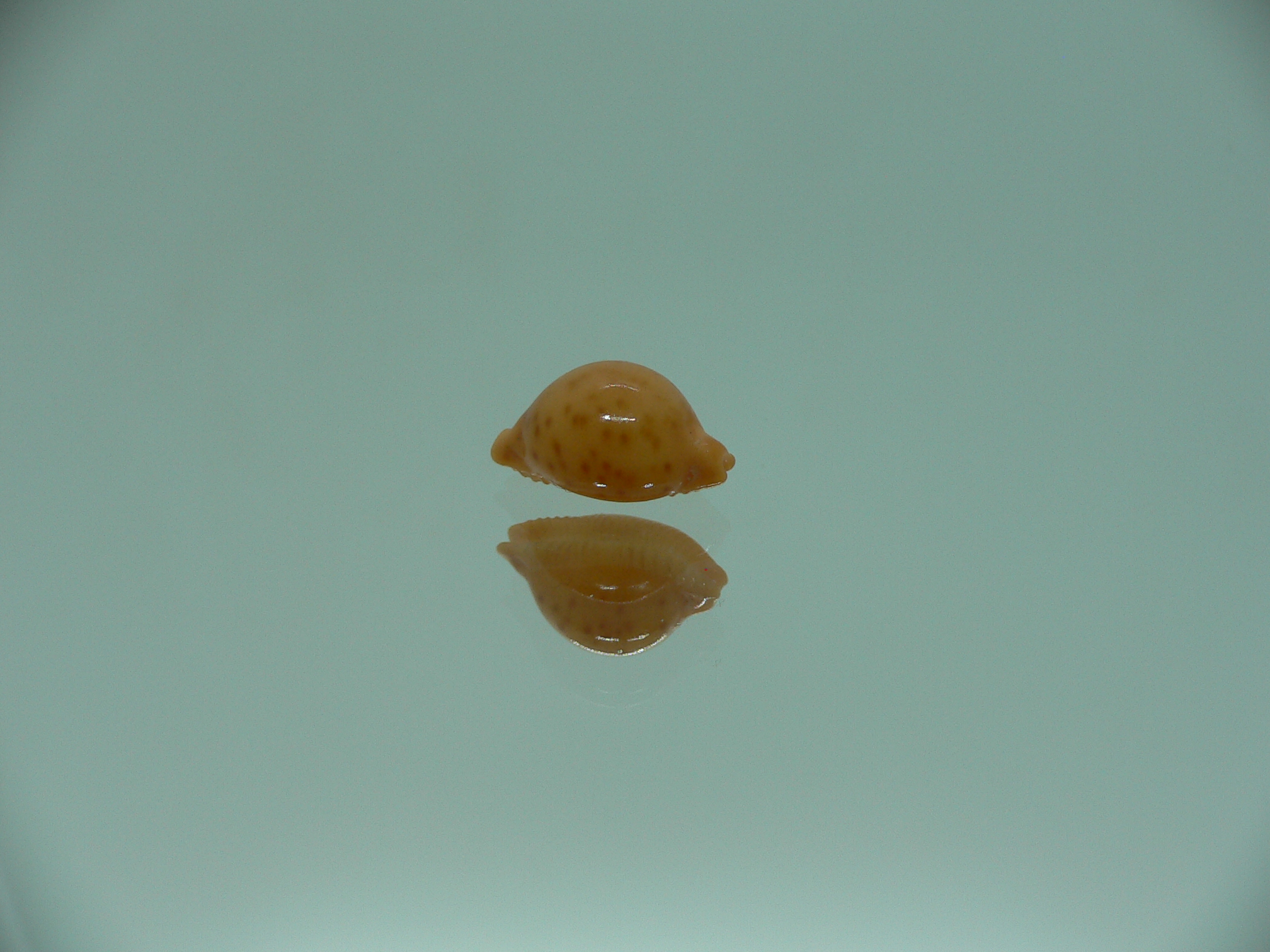 Cypraea globulus brevirostris