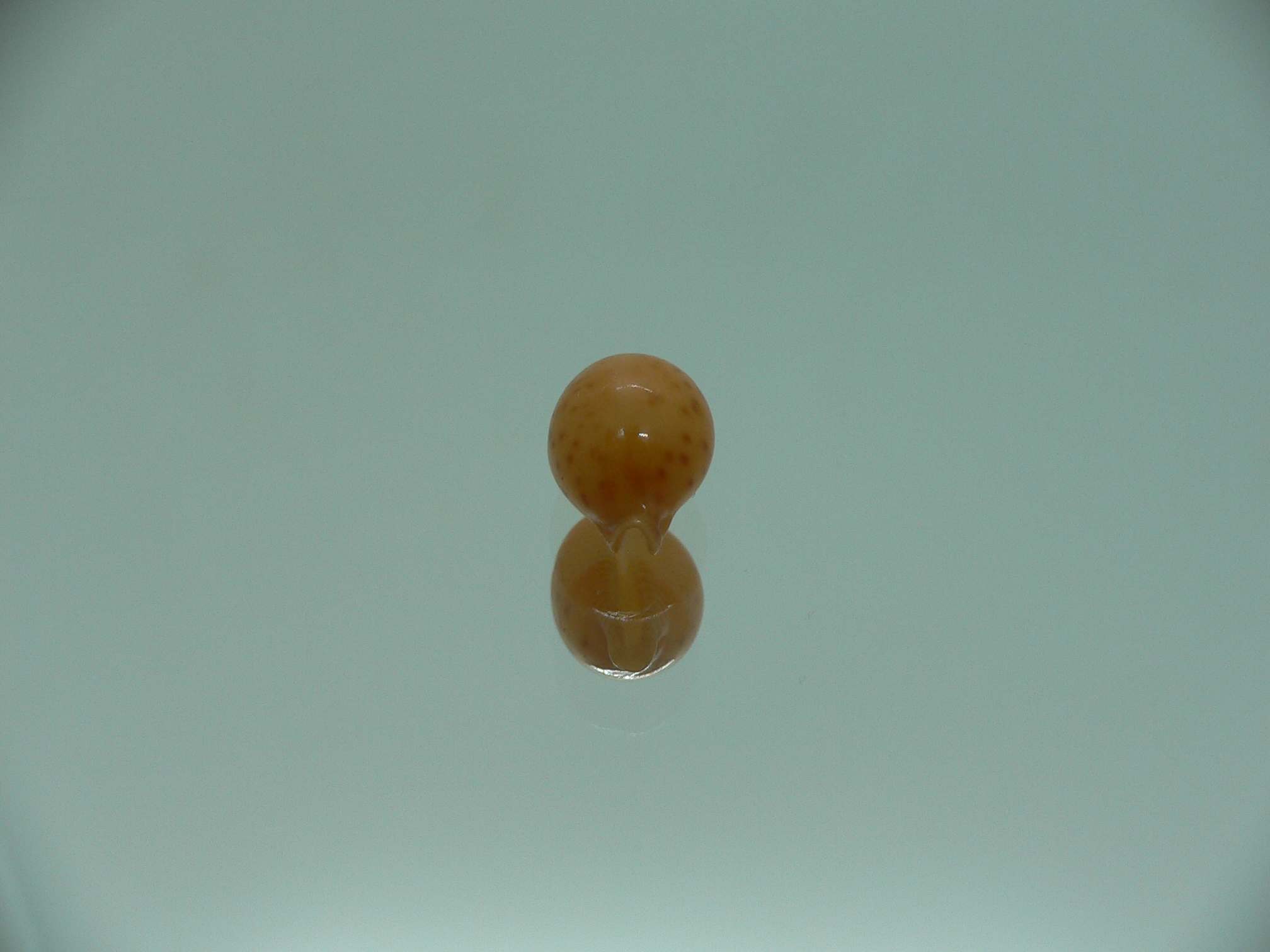 Cypraea globulus brevirostris