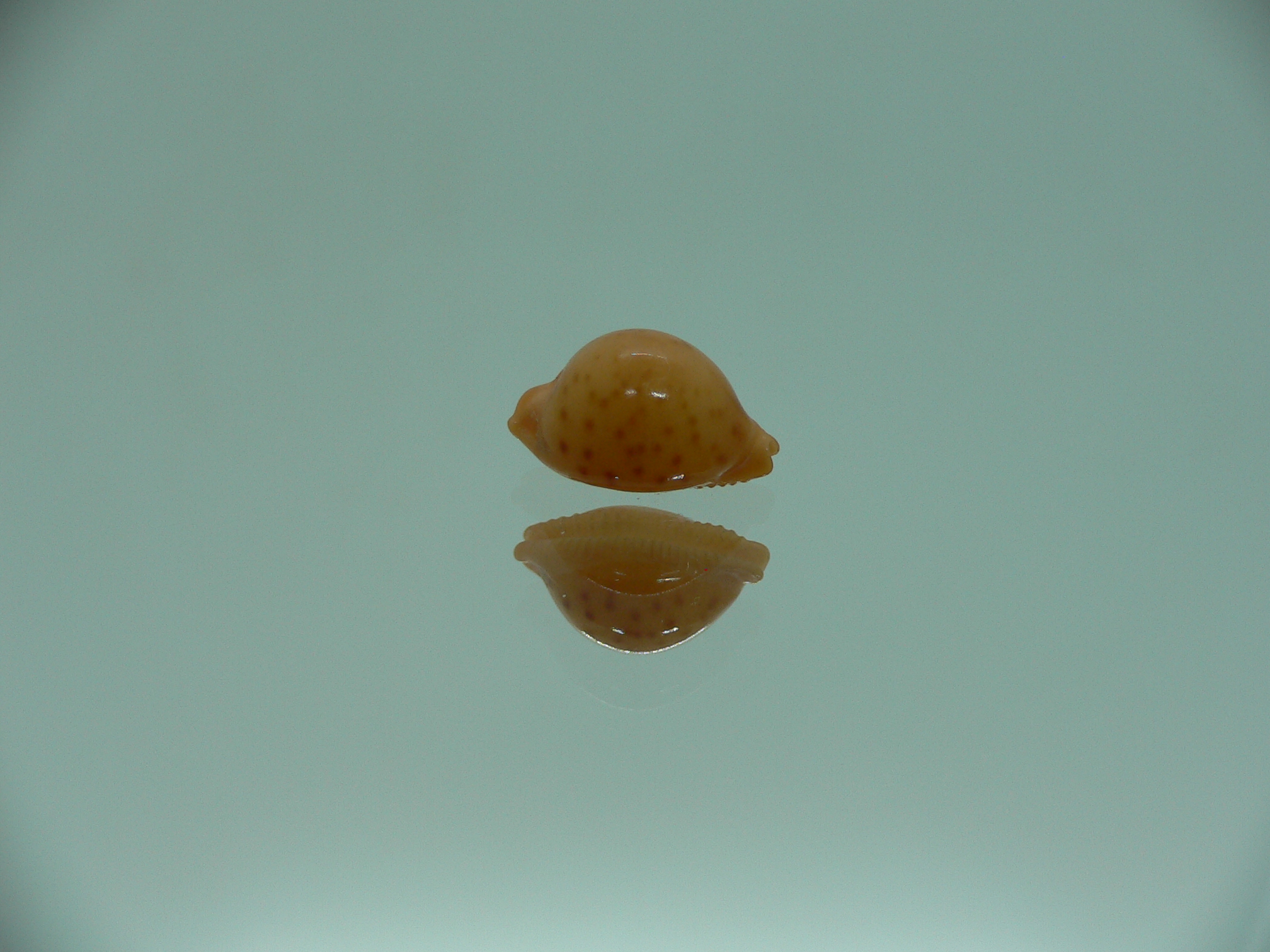 Cypraea globulus brevirostris
