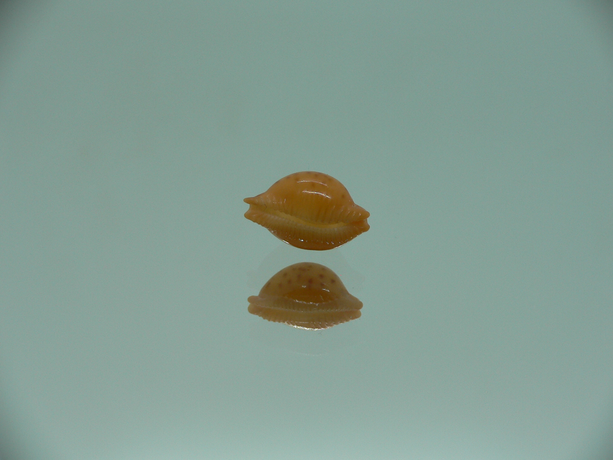 Cypraea globulus brevirostris