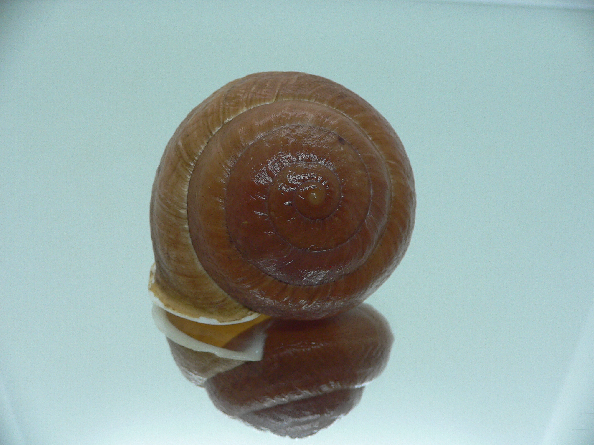 Camaena detianensis BIG SINISTRAL