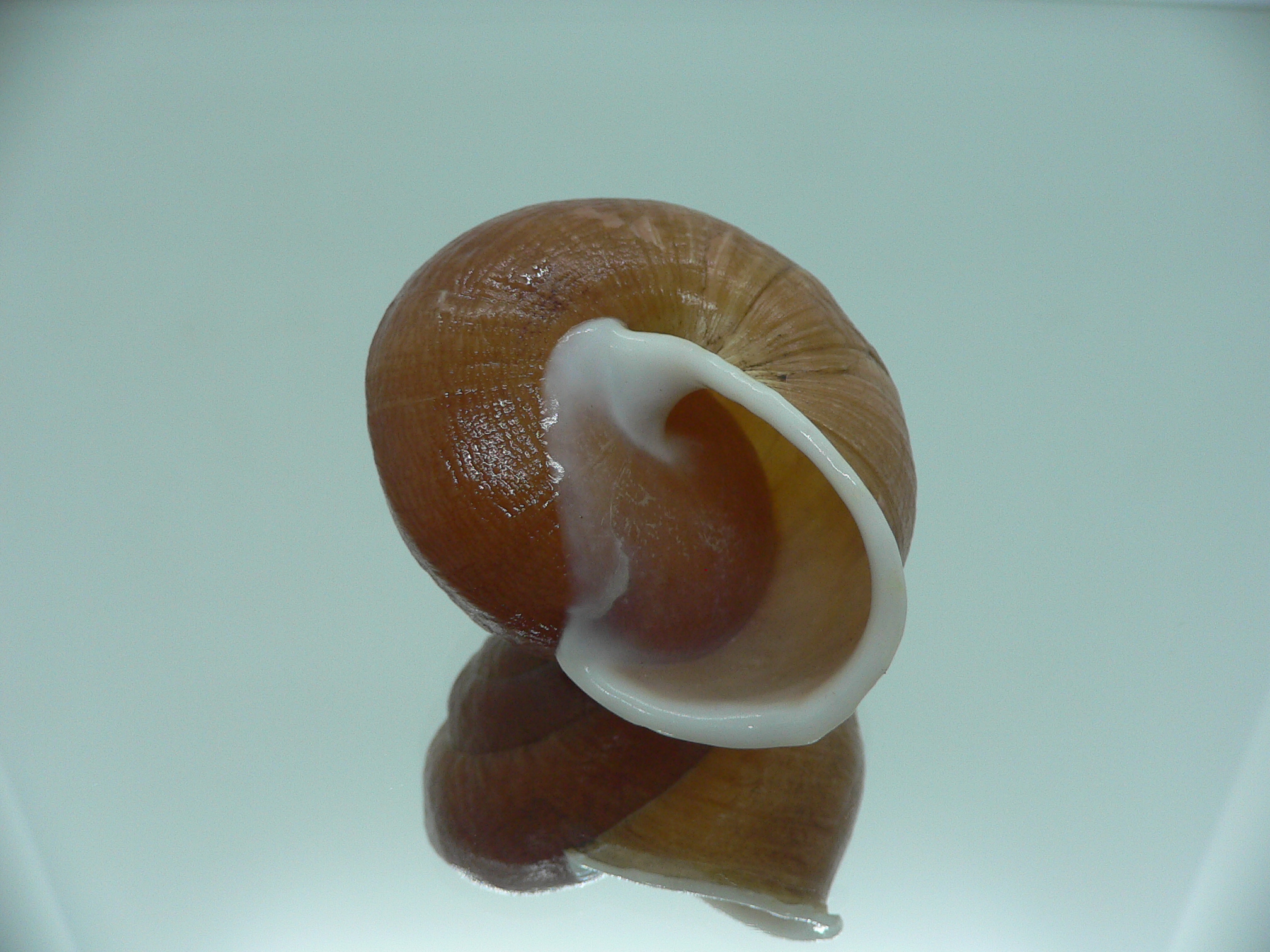 Camaena detianensis BIG SINISTRAL