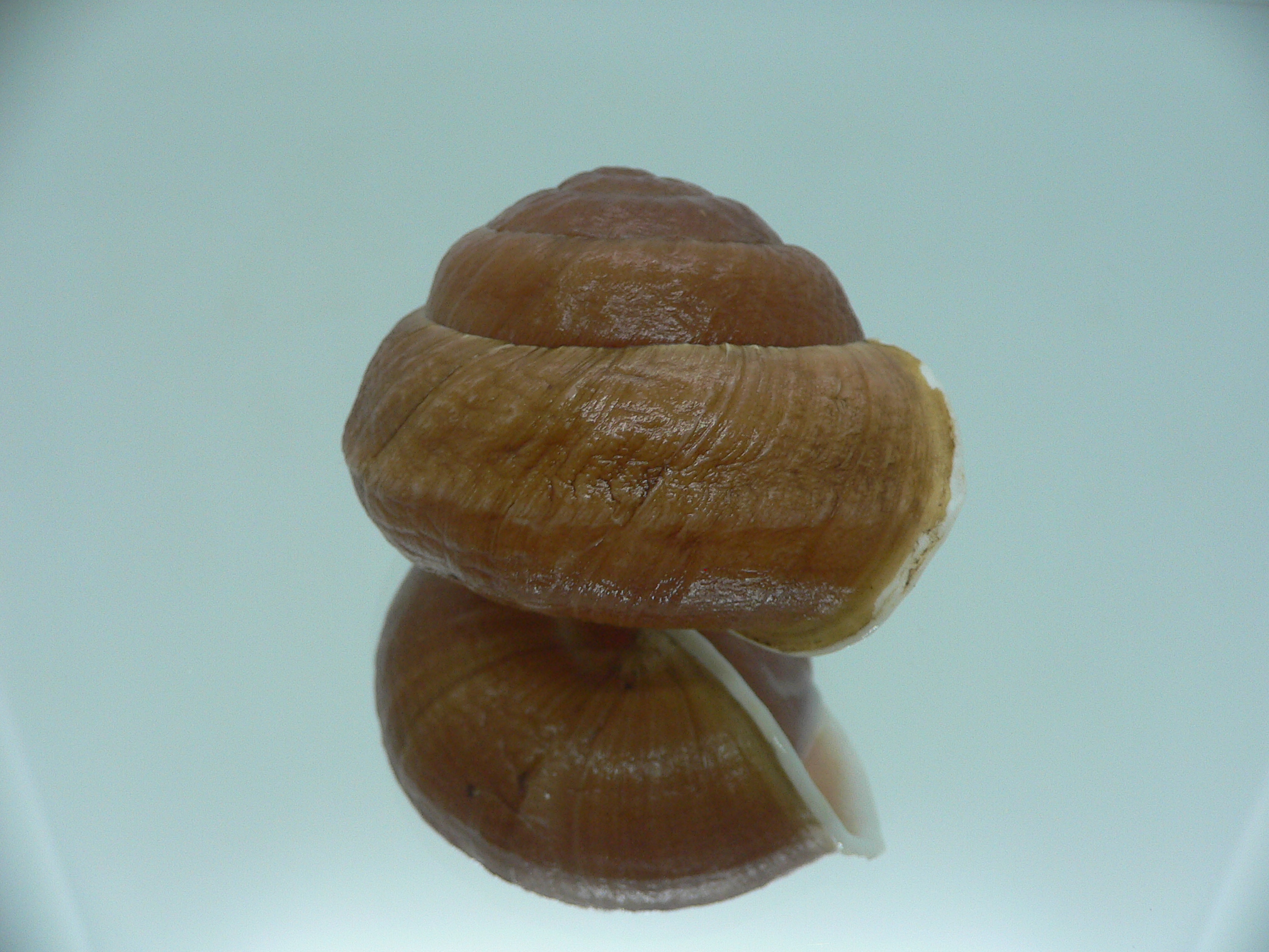 Camaena detianensis BIG SINISTRAL