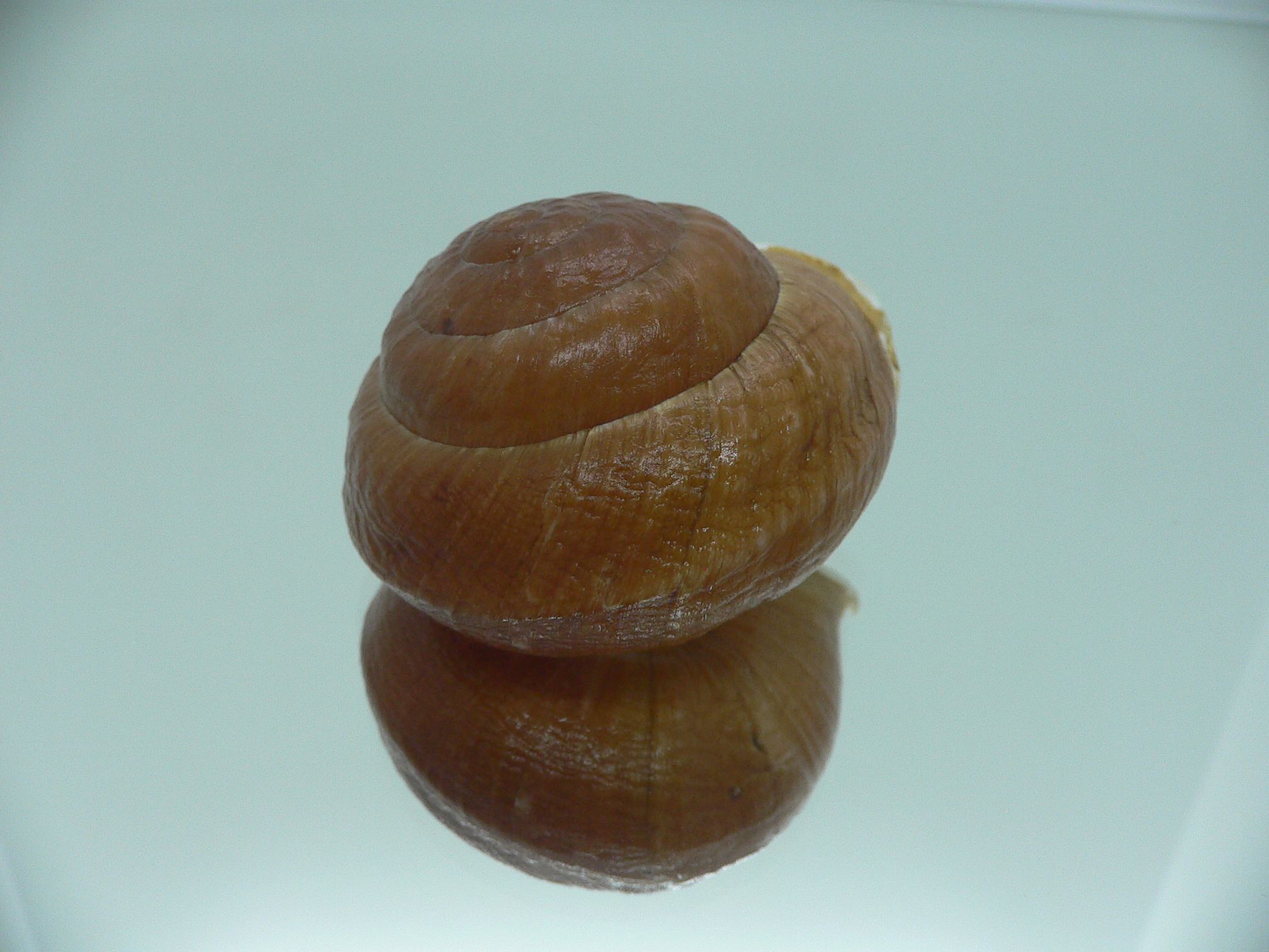 Camaena detianensis BIG SINISTRAL