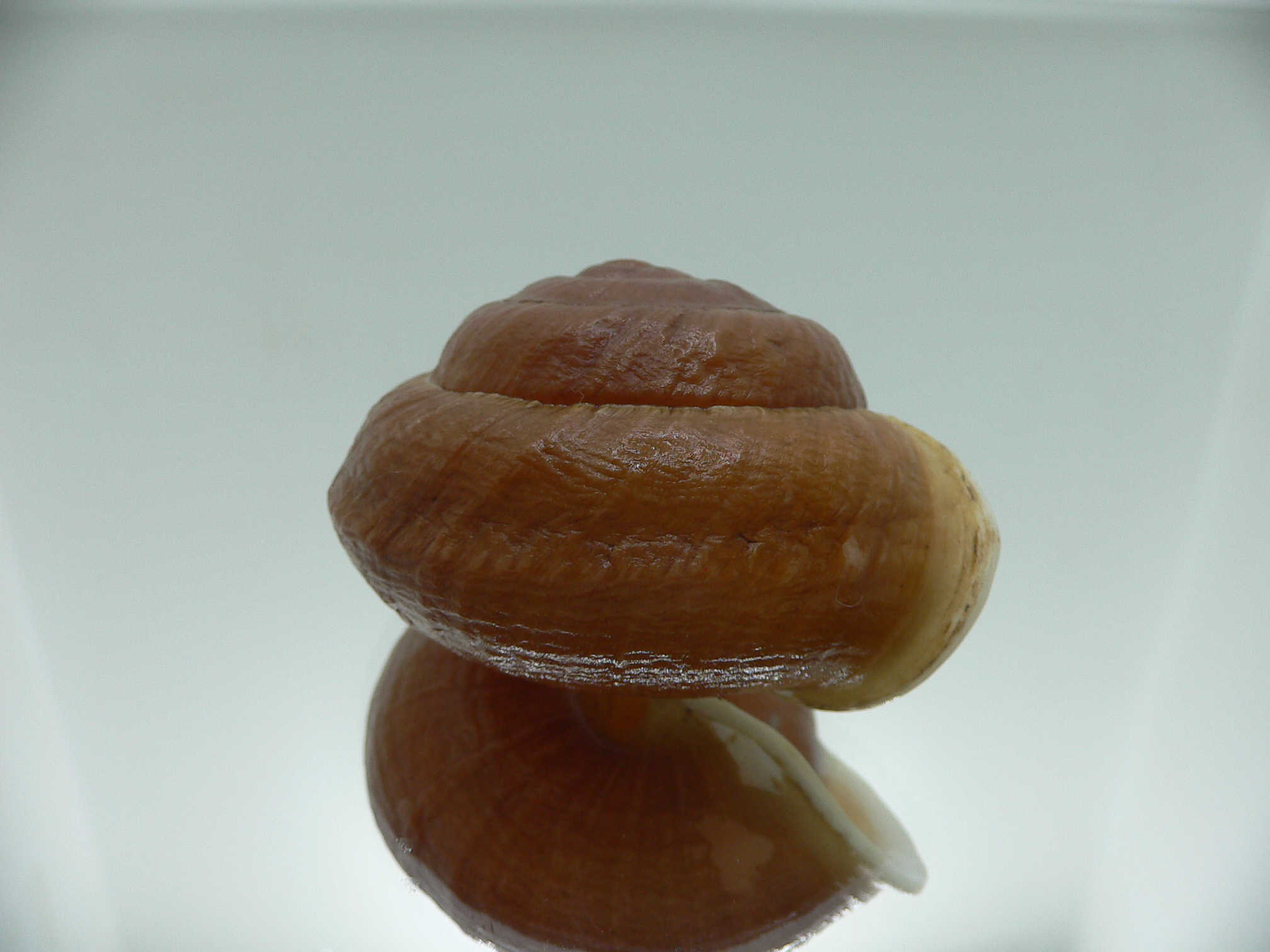 Camaena detianensis