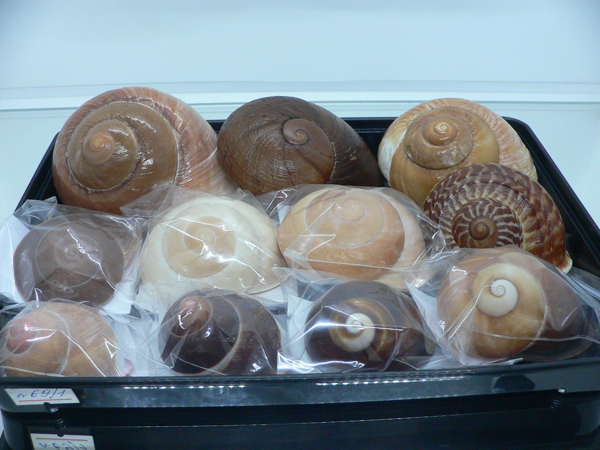 Camaena detianensis BIG SINISTRAL