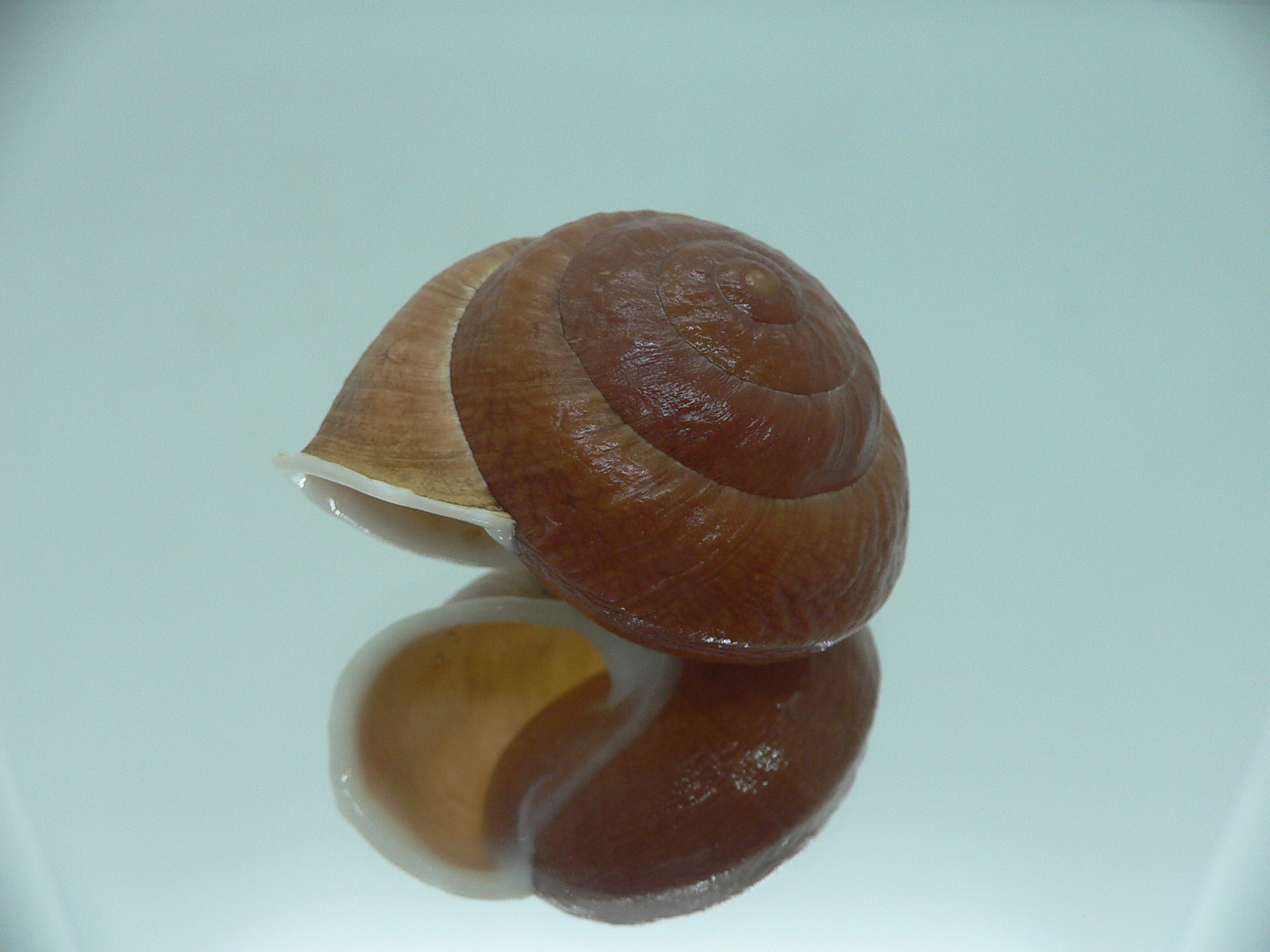 Camaena detianensis BIG SINISTRAL