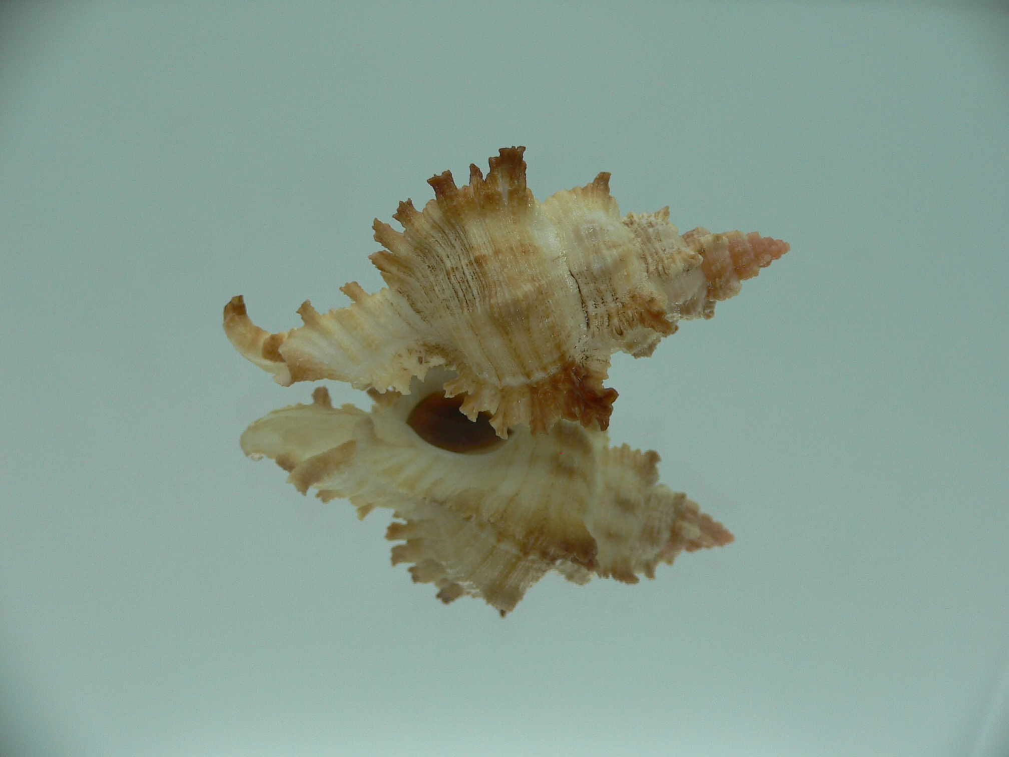 Chicoreus banksii COLOR
