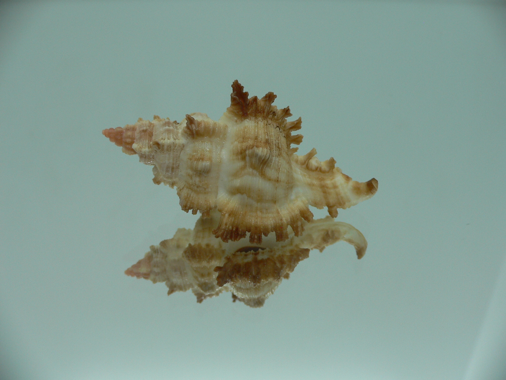 Chicoreus banksii COLOR