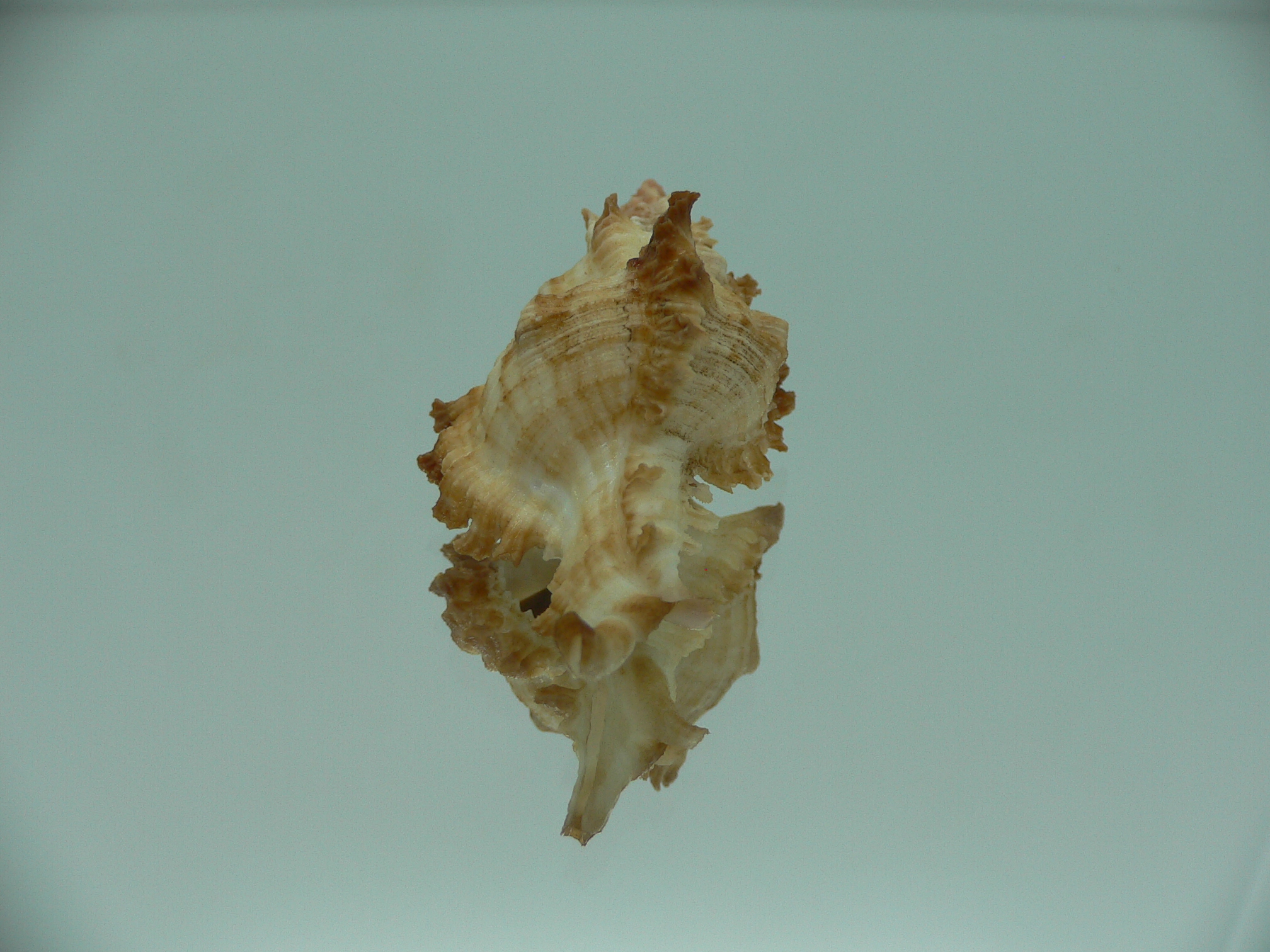 Chicoreus banksii COLOR