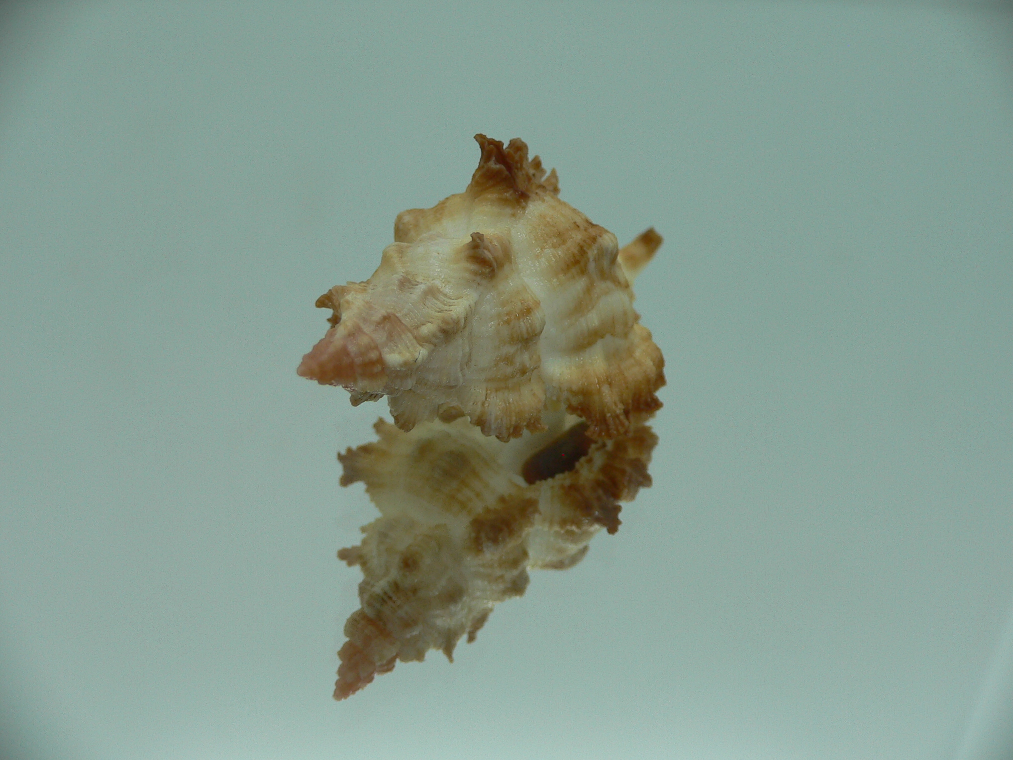 Chicoreus banksii COLOR
