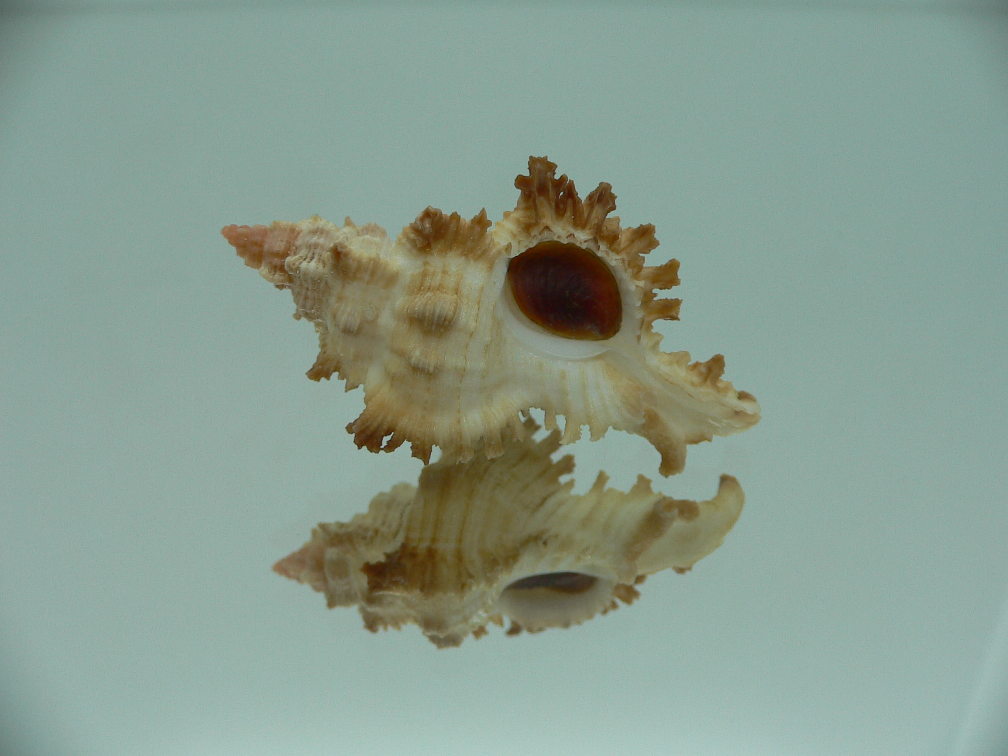 Chicoreus banksii COLOR